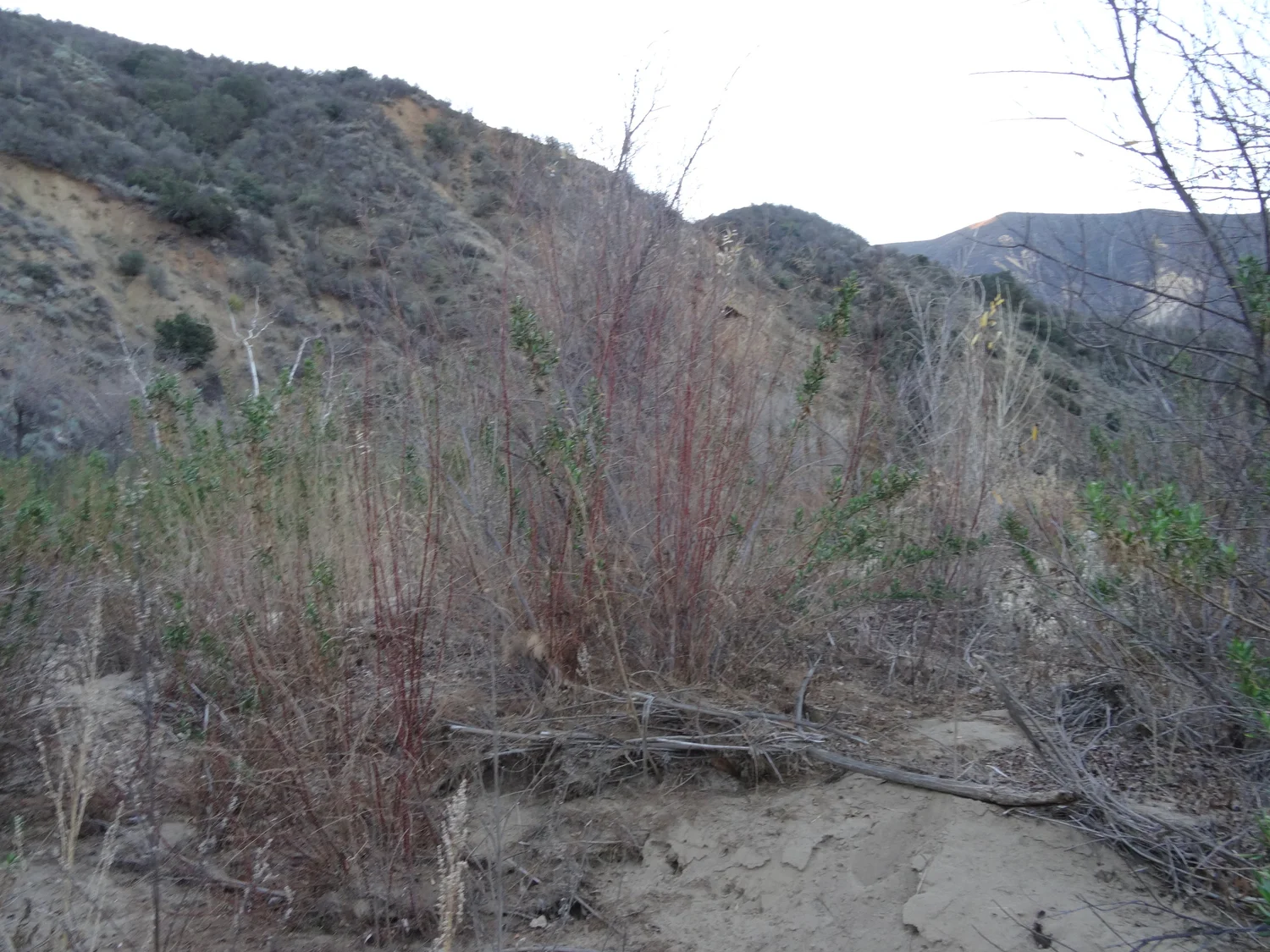 Invasive Species Profile: Tamarisk — Channel Islands Restoration