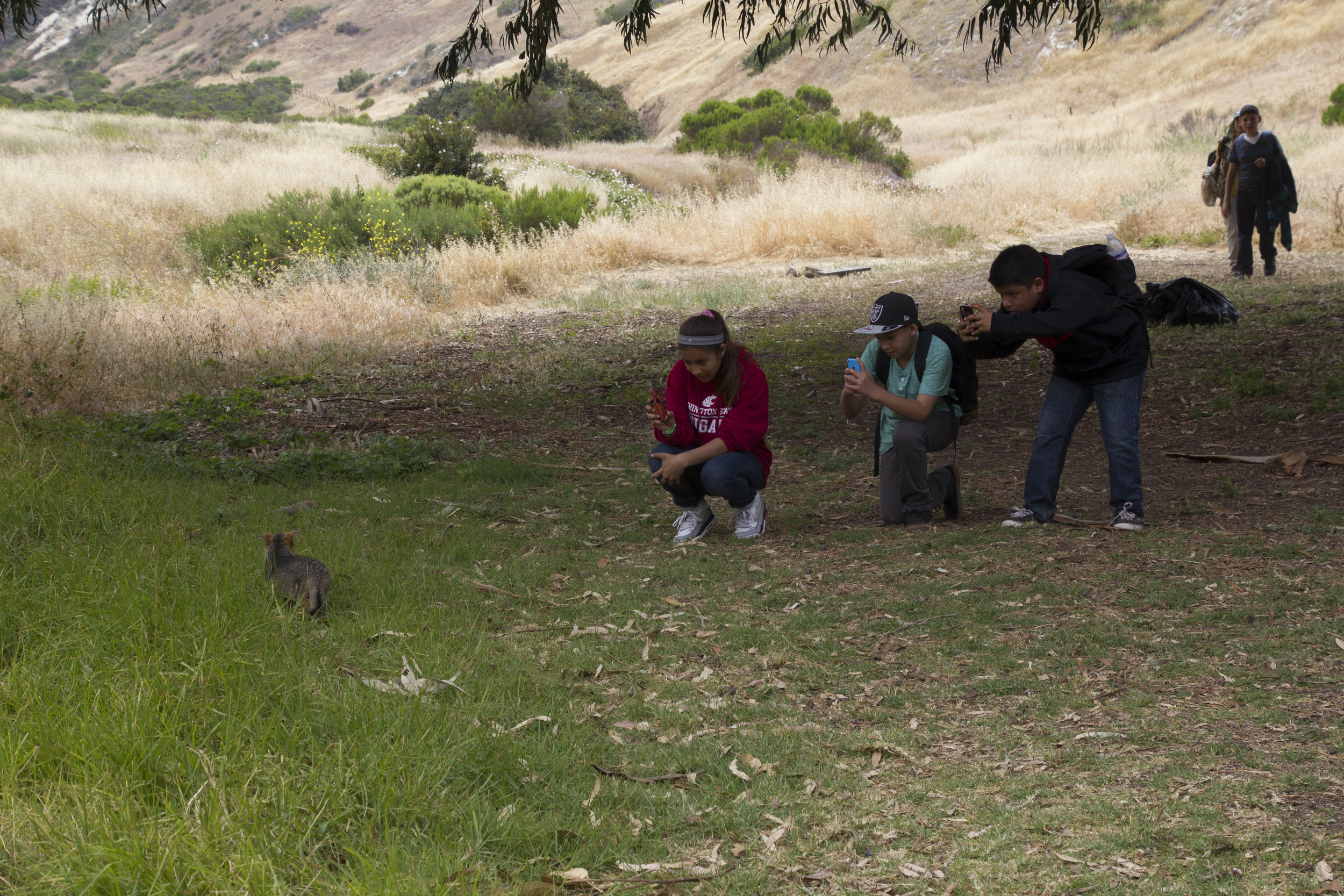 School Kids See Their First Island Fox