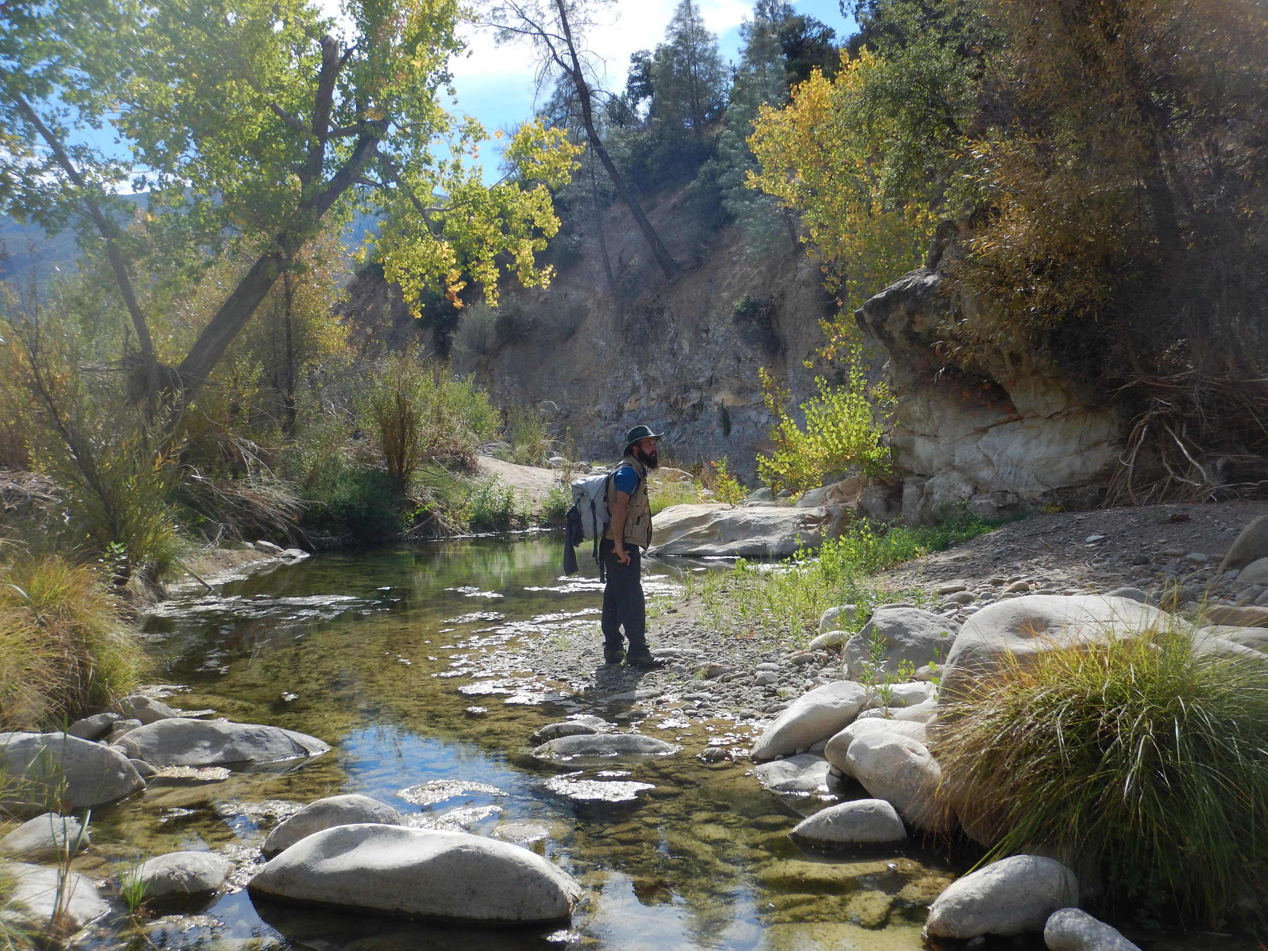 Sisquoc River Tamarisk Surveys