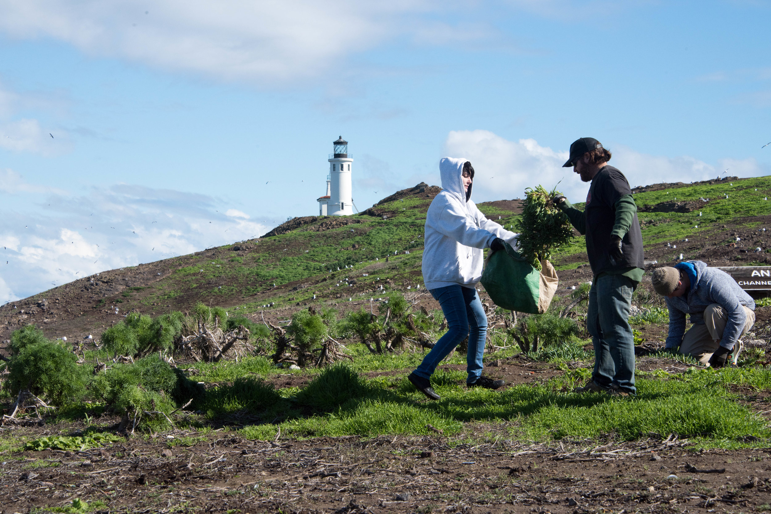Anacapa Island Iceplant Removal