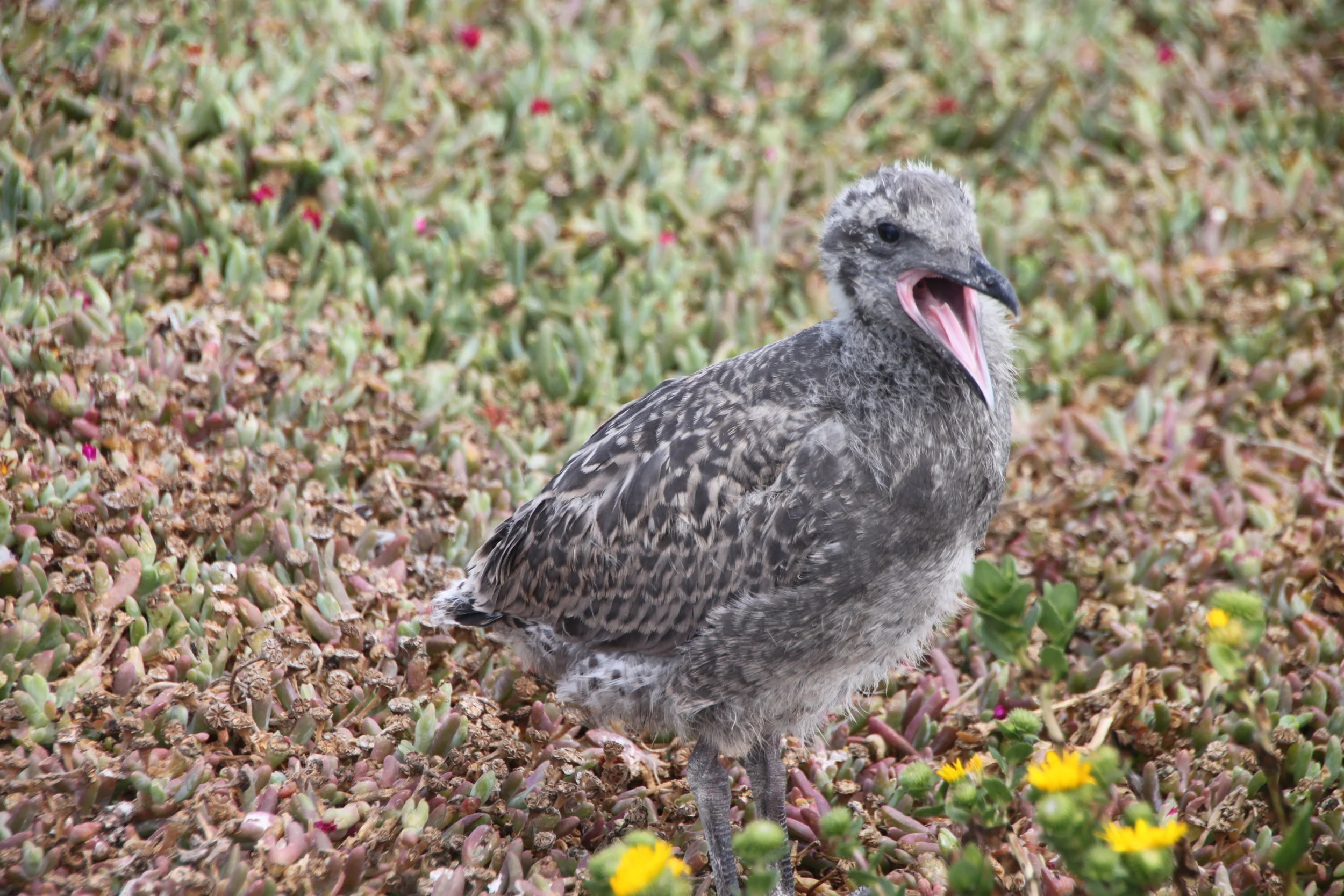 2011-07-06_EAI (Citrix) 018.JPG