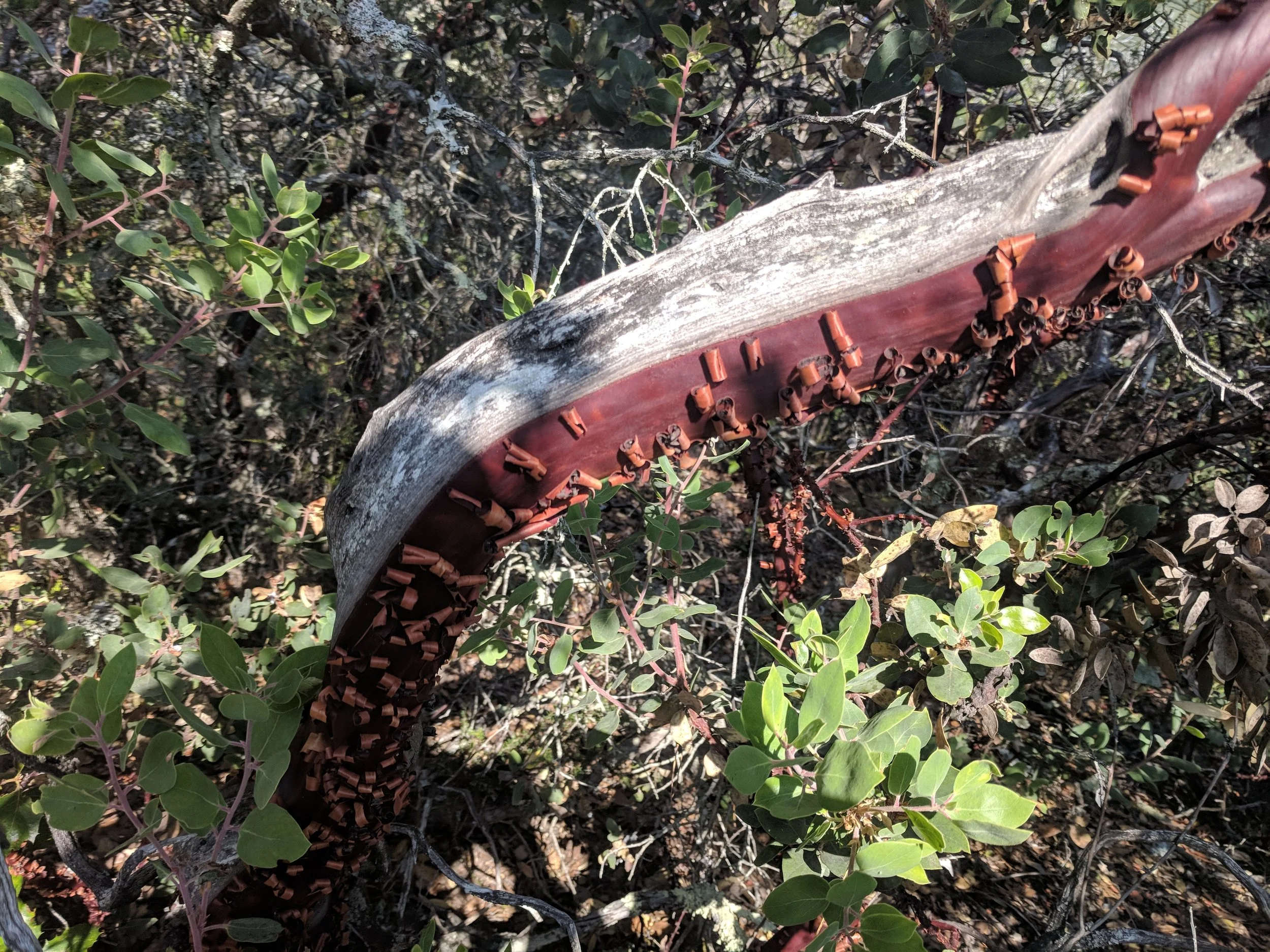 Manzanita_Peeling_Bark.jpg