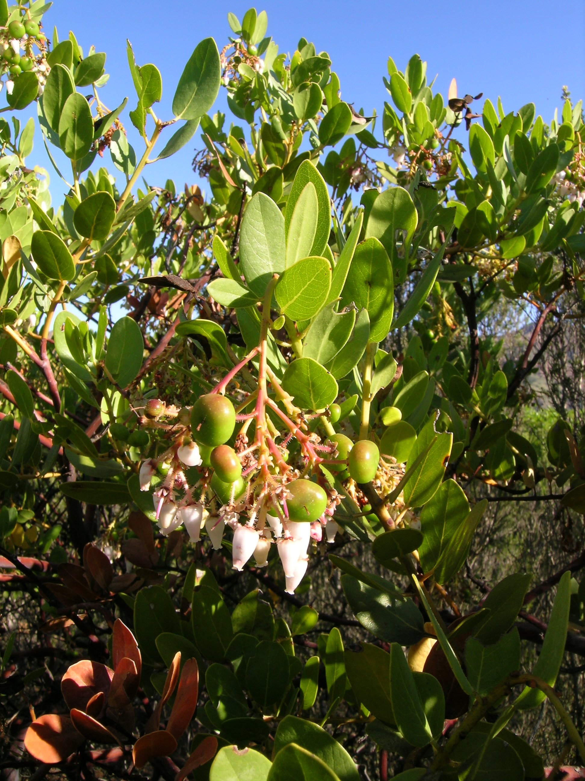 Plant Profile: Manzanita