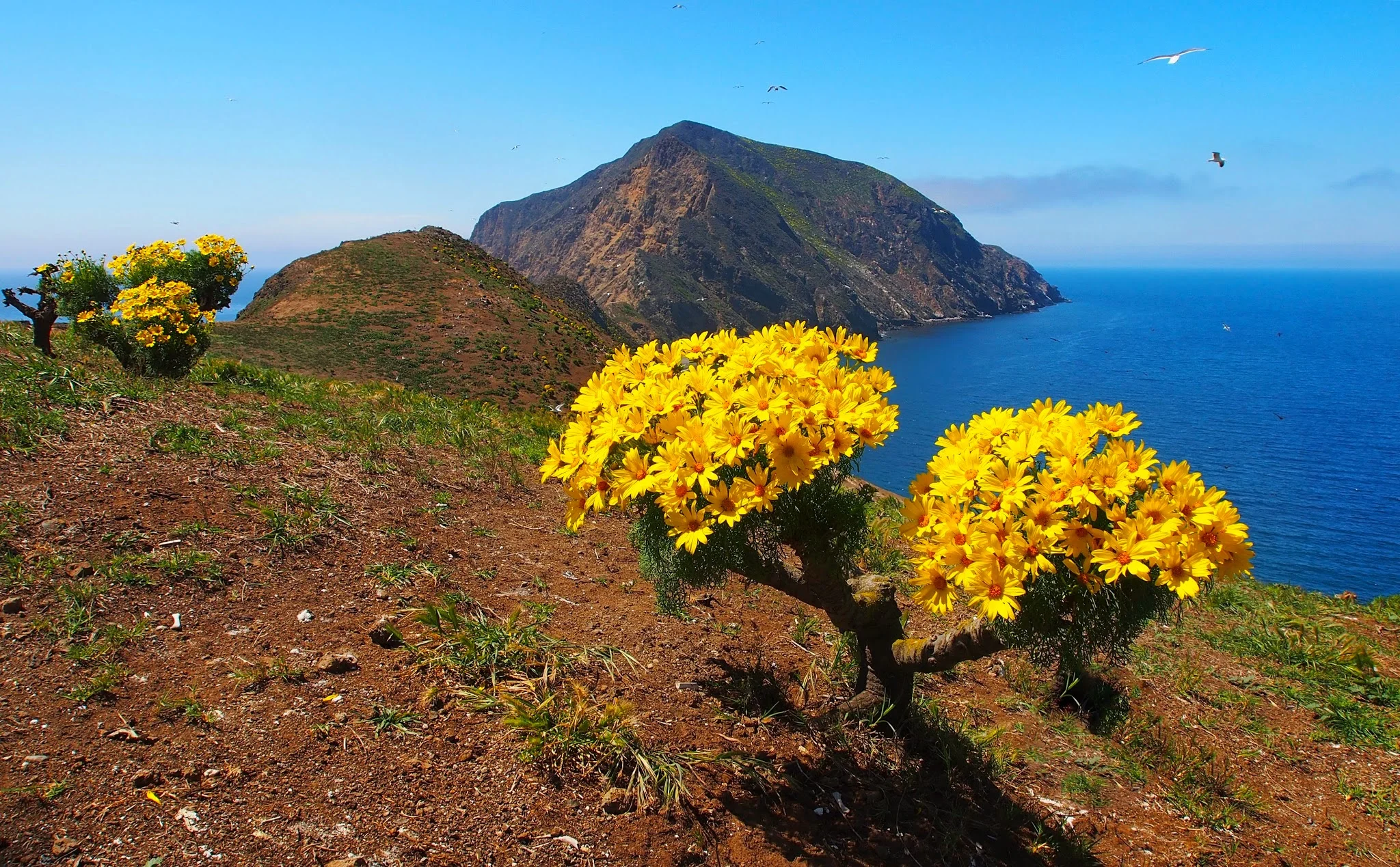 The Wildflowers of Santa Barbara — Channel Islands Restoration