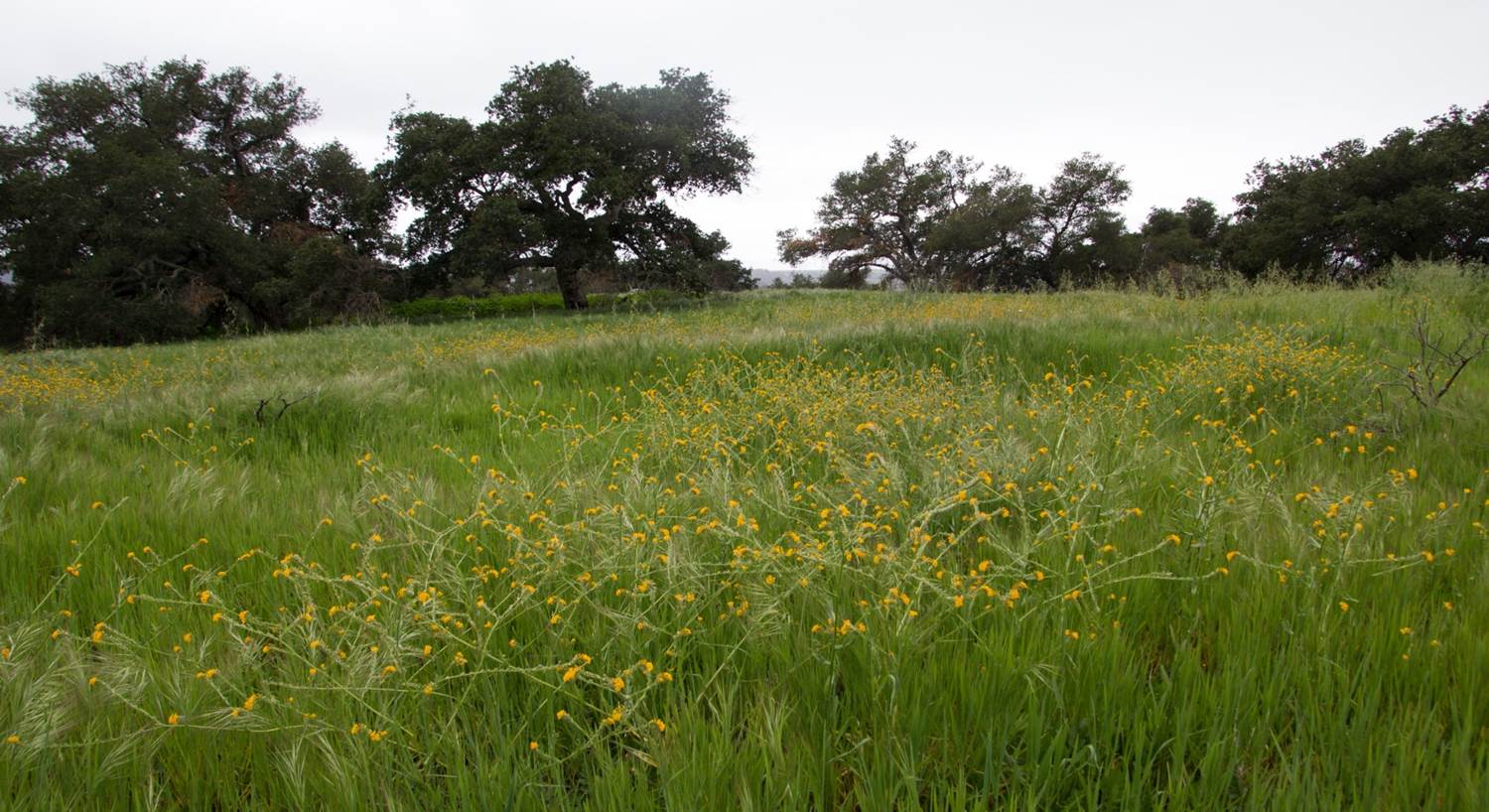 Unlike our native bunchgrasses, non-Native annual grasses grow tall and thick - though sometimes native wildflowers like fiddleneck can grow among the non-natives.