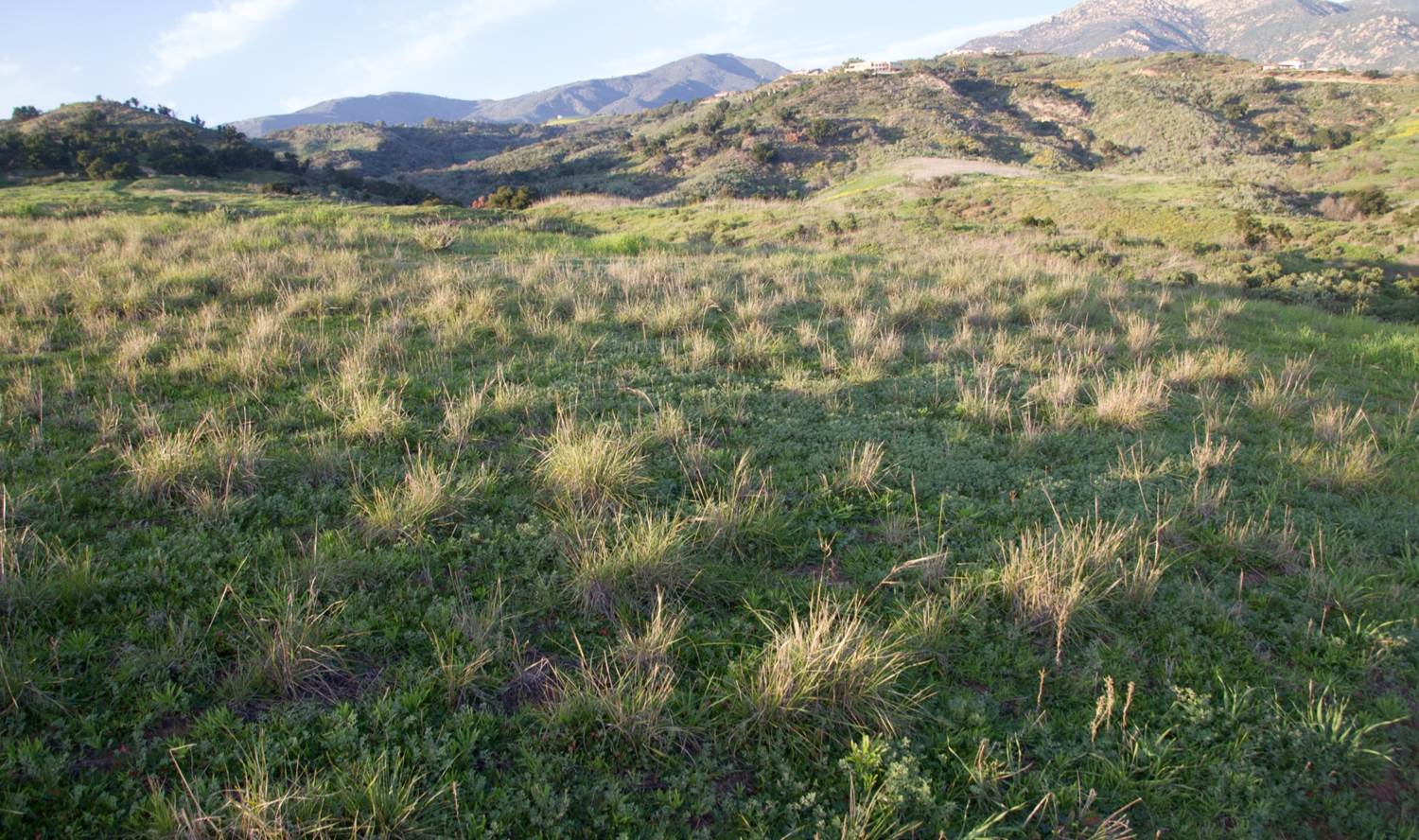 Native perennial bunchgrassses like purple needlegrass ( Stipa pulchra ) still inhabit some parts of the Preserve.
