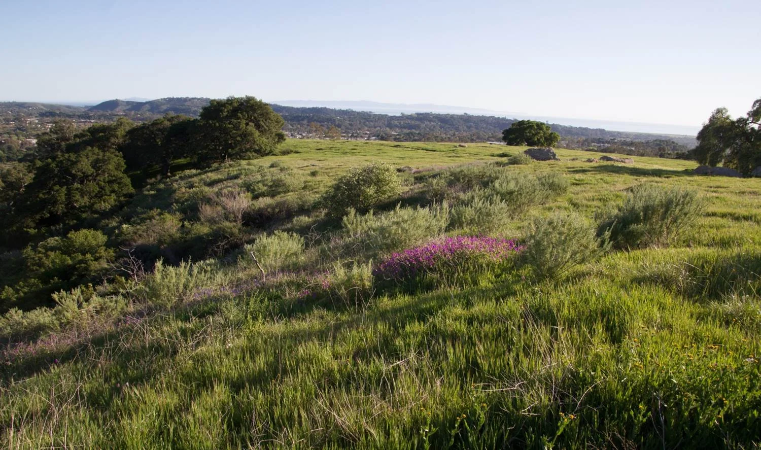 There are also a number of native shrub communities on the fringes of the grassland that provide yet more habitat for birds and other wildlife.