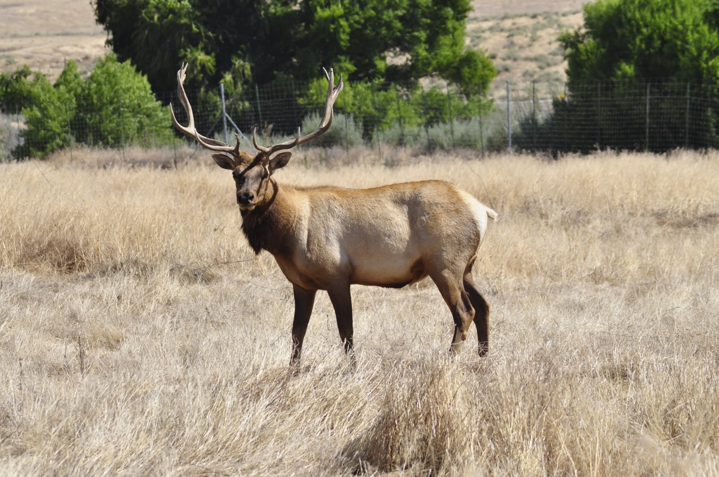 Tule elk were once common in the Santa Barbara area, but today are most commonly found in the Central Valley.