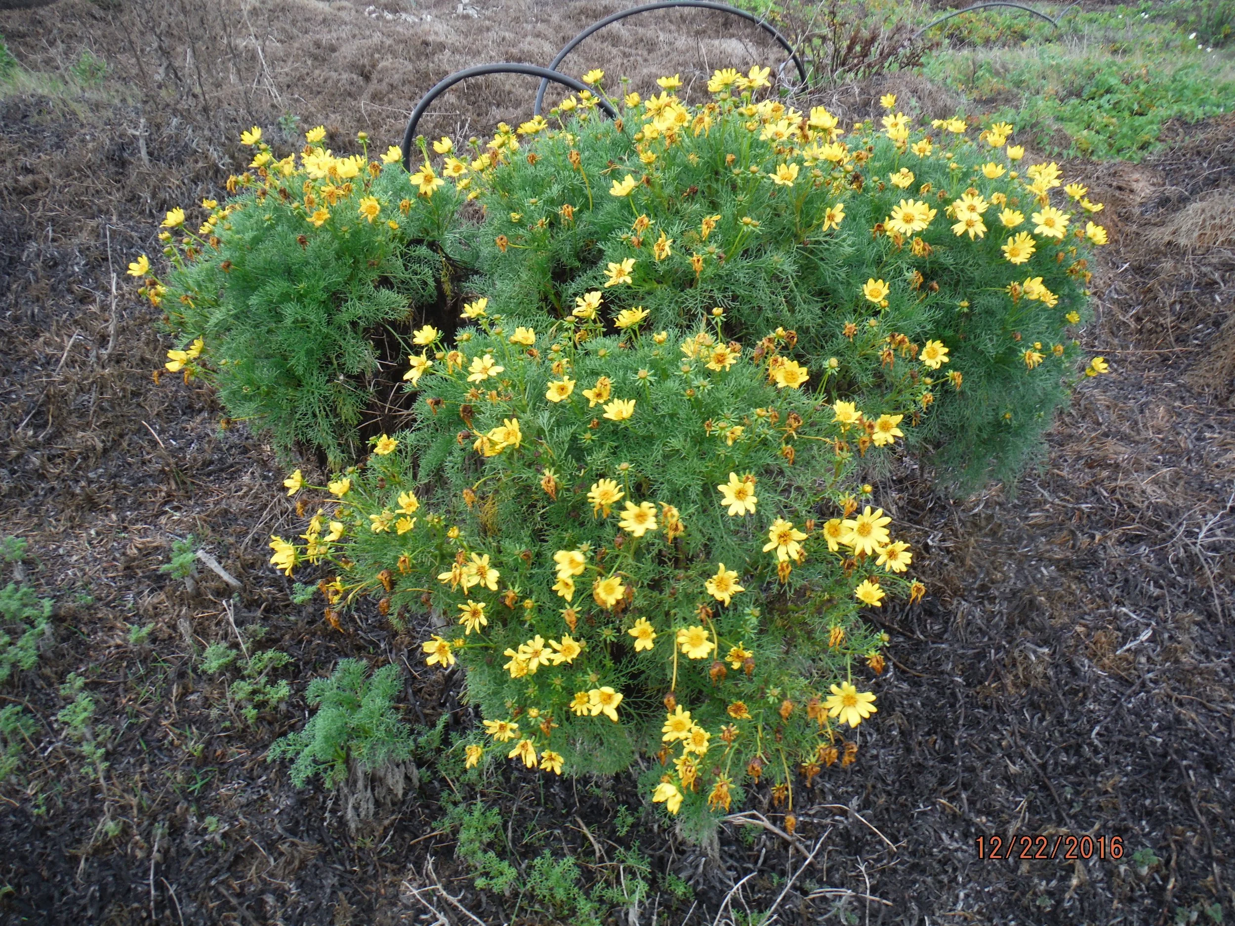 DSCF2146.jpg