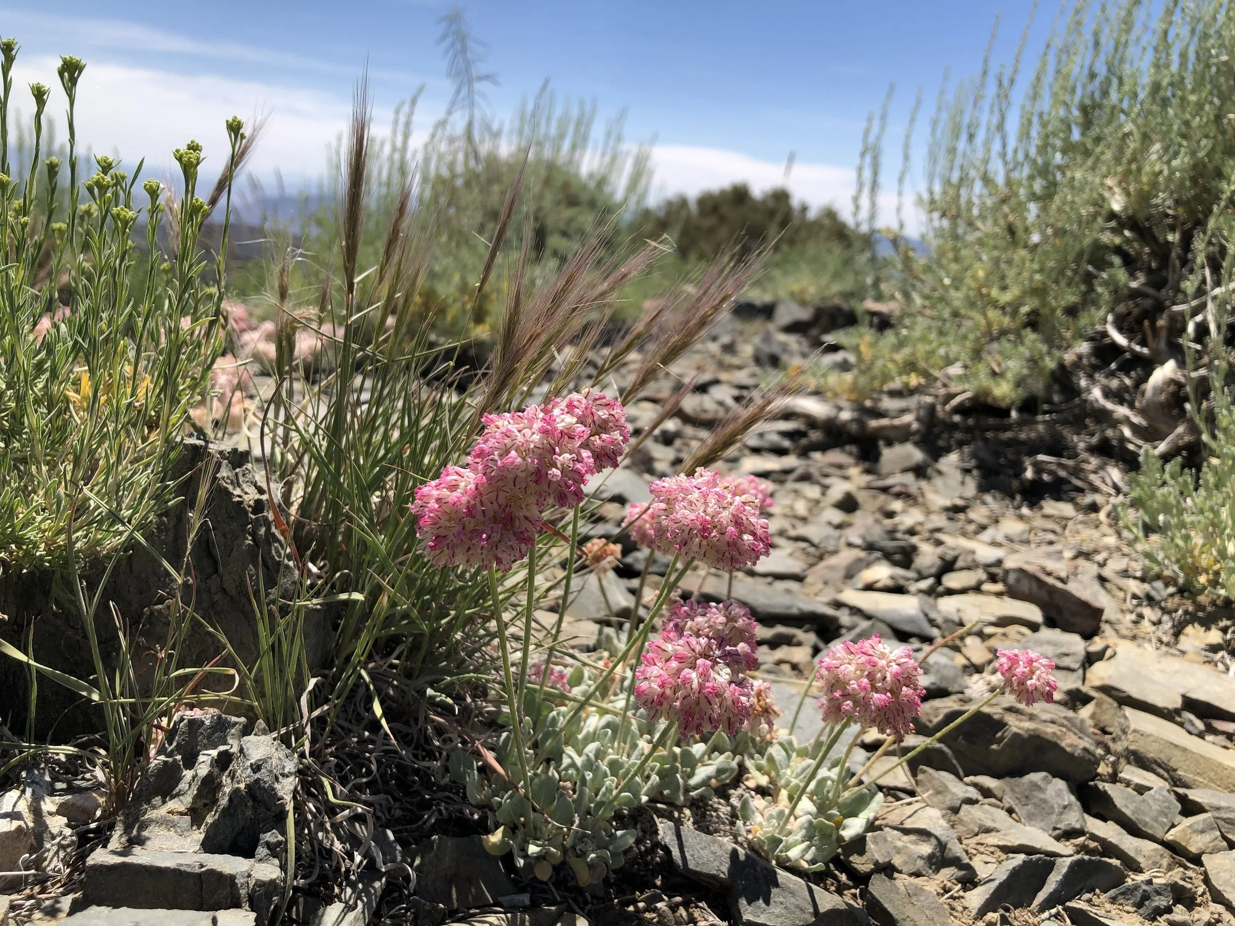 White Mountains buckwheat ( Eriogonum gracilipes )