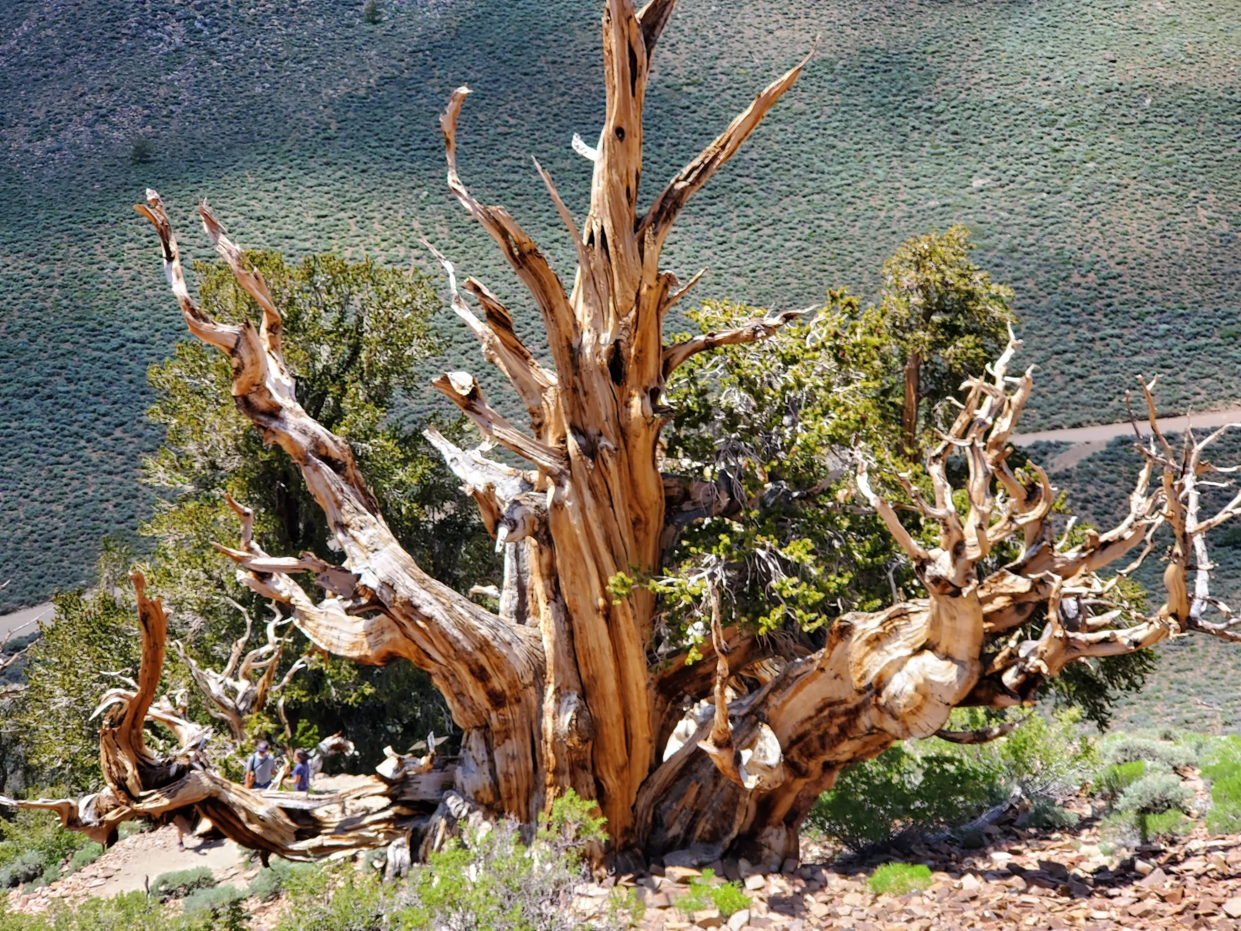 Bristlecone Pine ( Pinus longaeva )