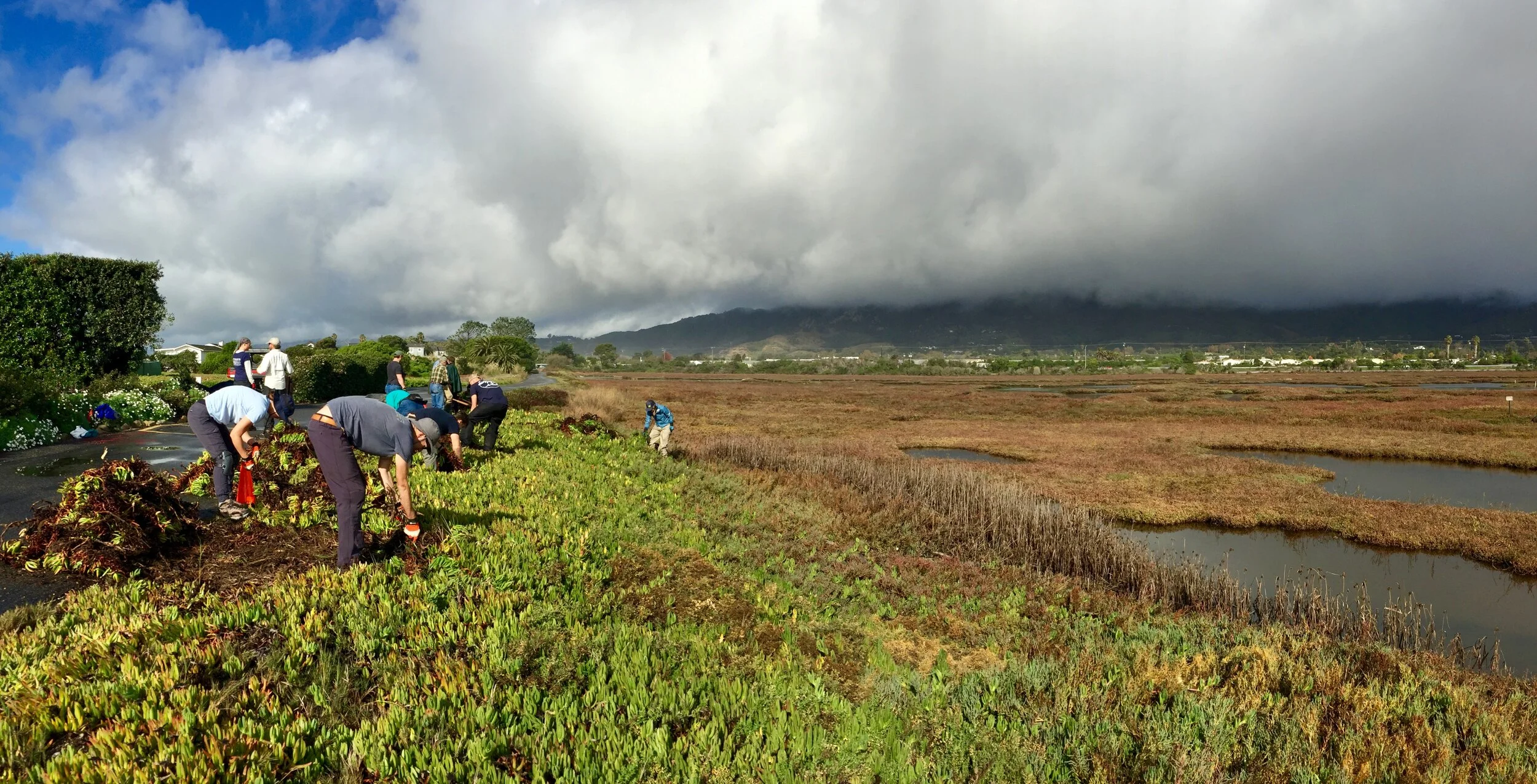 Carpinteria Salt Marsh Ice Plant Removal