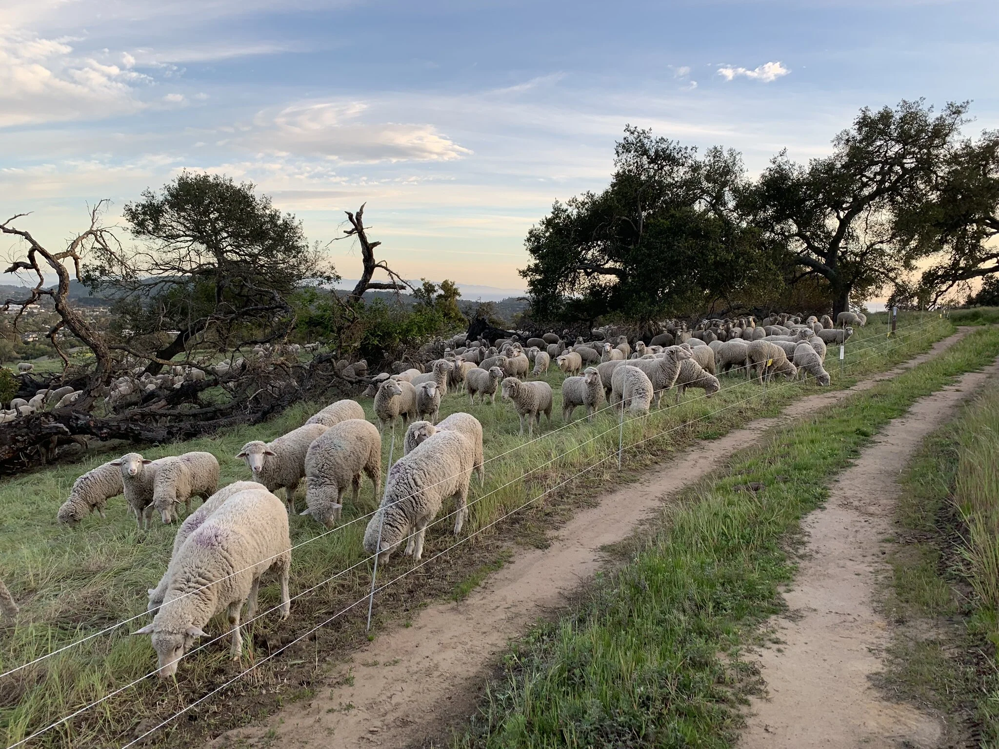 Be a Sheep Docent at the San Marcos Foothills Preserve!