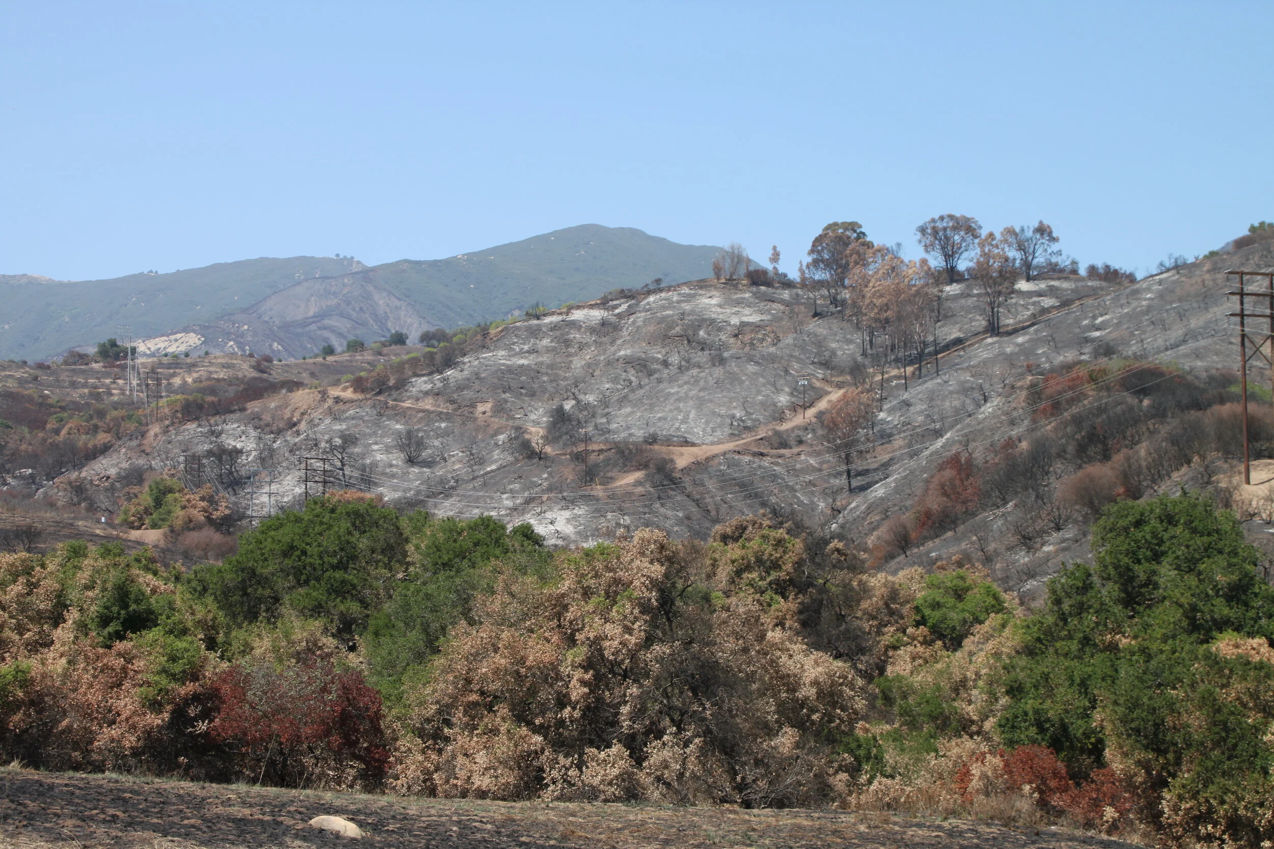 San Marcos Foothills Habitat Restoration