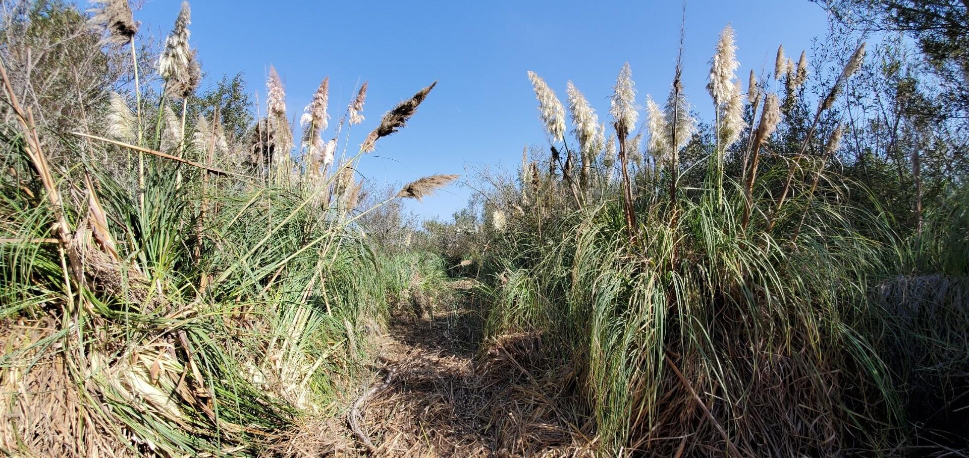Pampas Grass