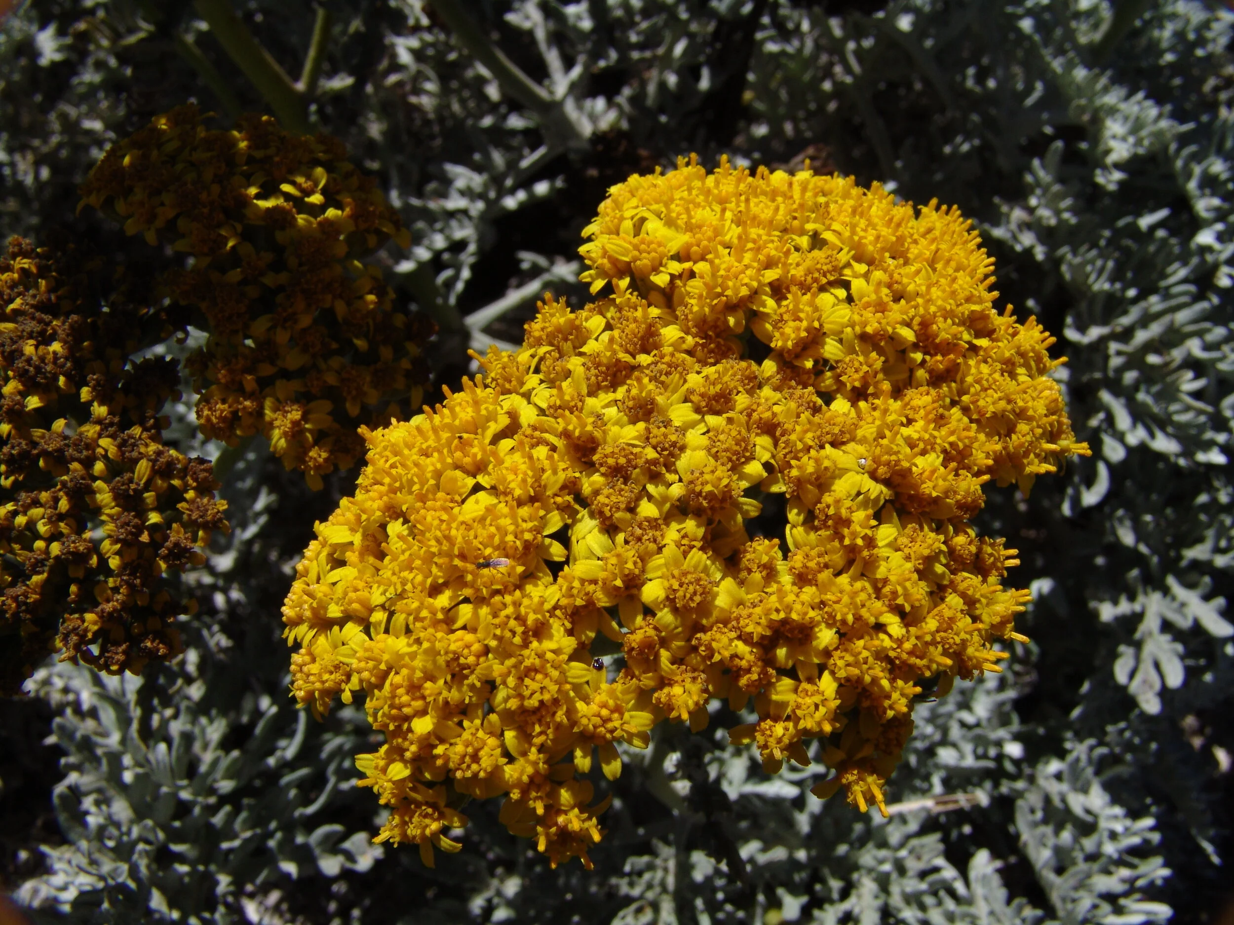 Nevin's Woolly Sunflower (Constancea nevinii)