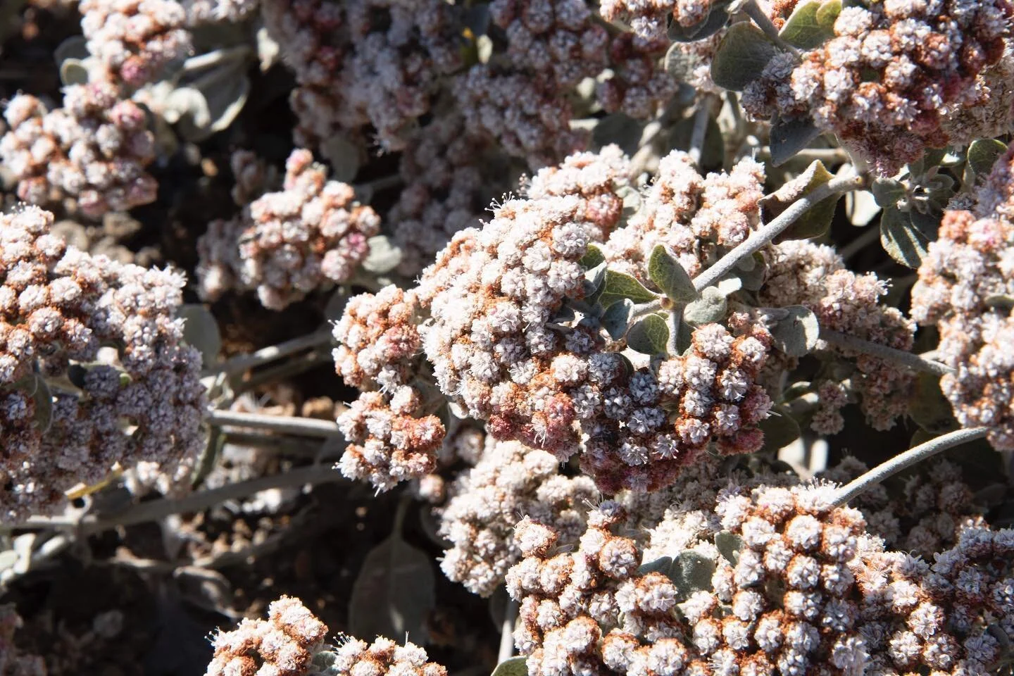 Happy Friday, it’s our plant of the week! - The Santa Barbara island buckwheat (Eriogonum giganteum var. compactum) is an endemic plant to Santa Barbara Island and closely related to the much larger “St. Catherine's lace” (Eriogonum giganteum var. gi