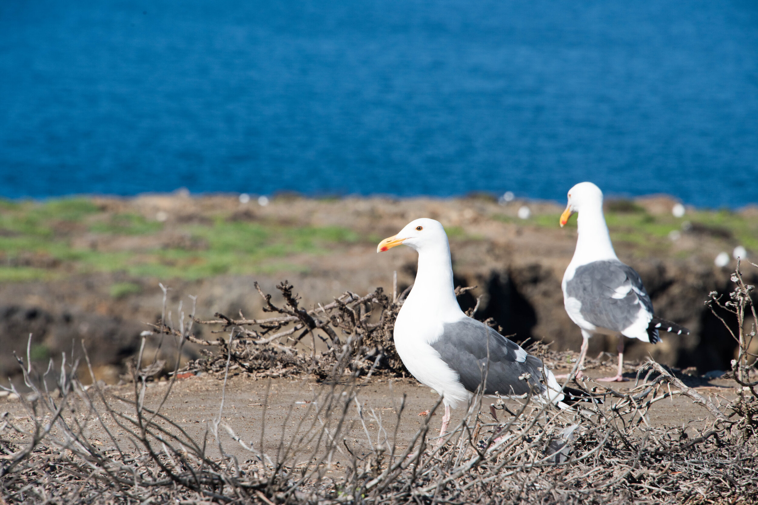 Western Seagull 