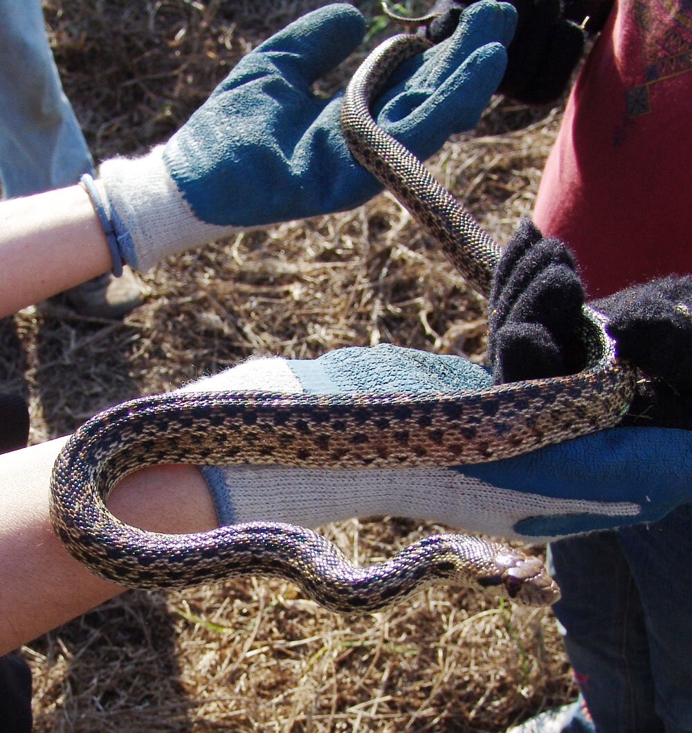 Island Gopher Snake