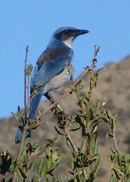 The Island Scrub Jay 