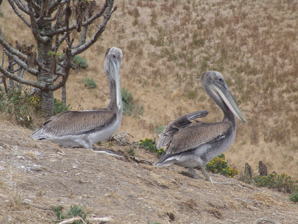 Mature  Brown Pelicans 