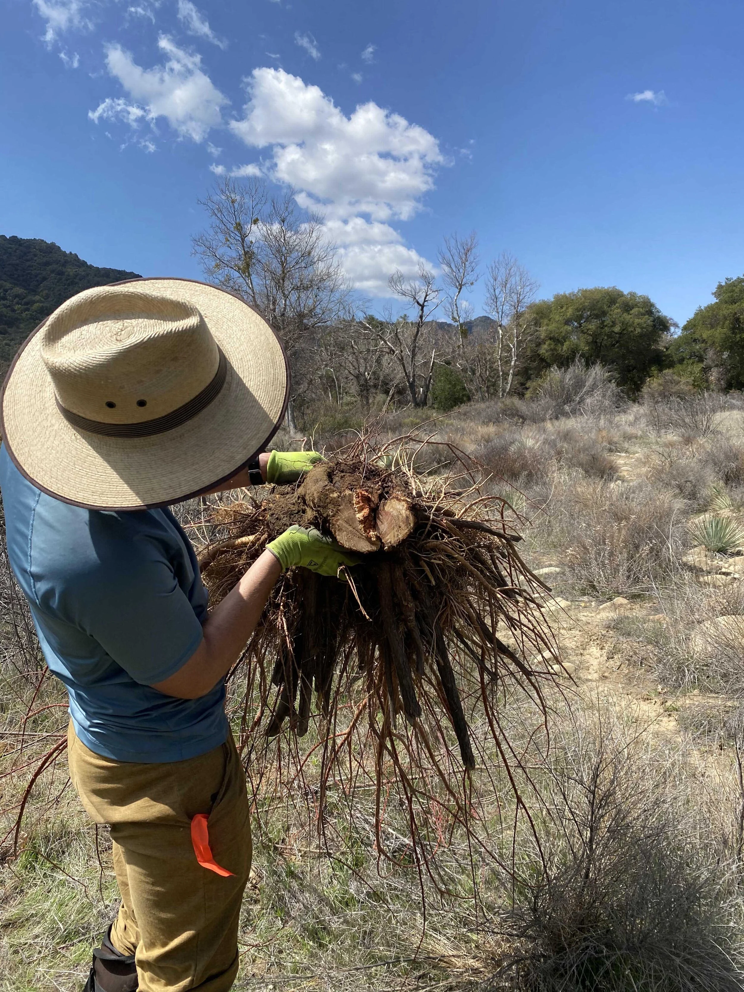 Tamarisk Tree Invasive A Multi-Year Journey to Eradicate Tamarisk — Channel Islands Restoration