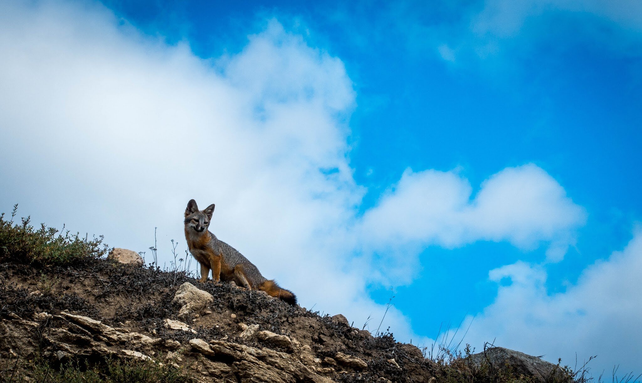 The Channel Islands Fox 