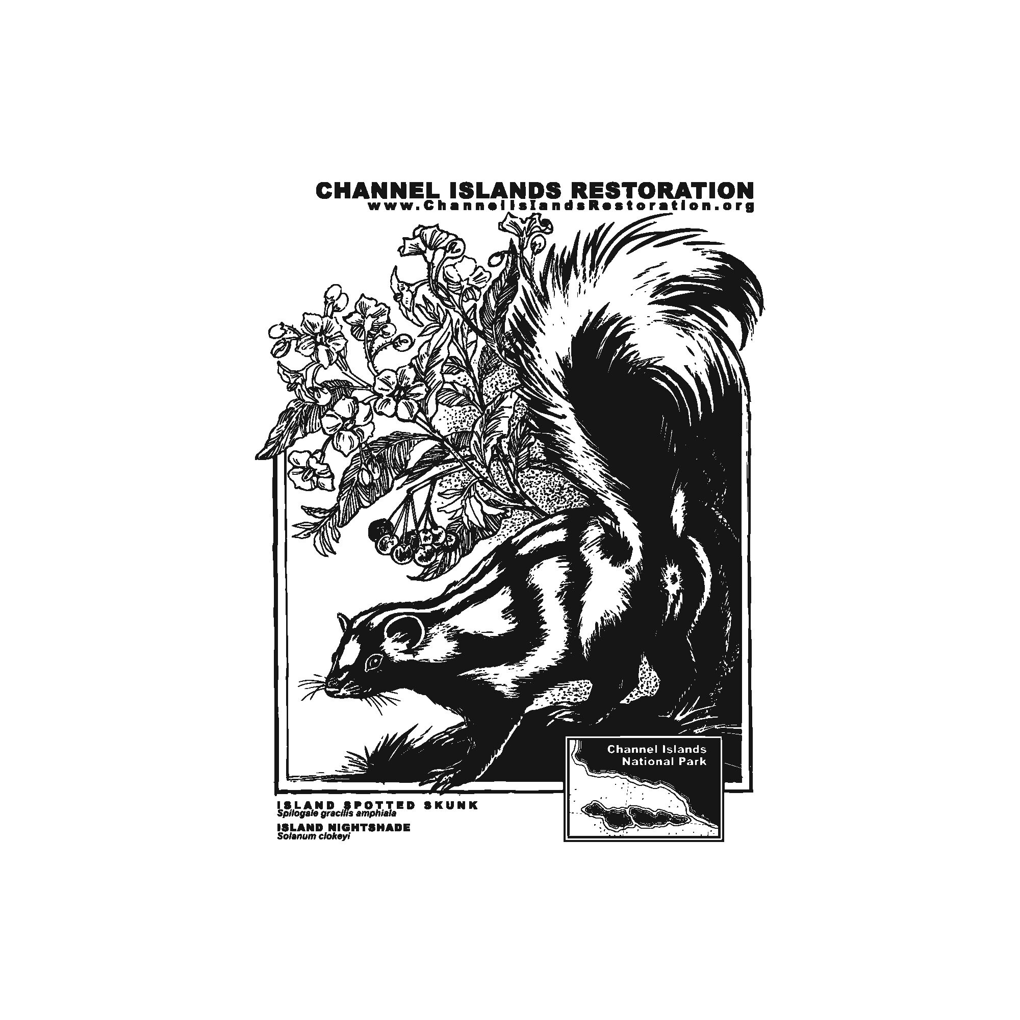 Island Spotted Skunk