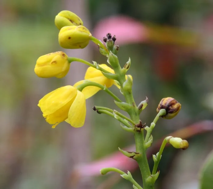 Island Barberry.jpeg