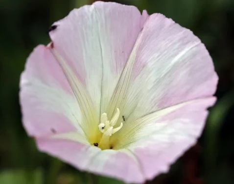Island Morning Glory.jpeg