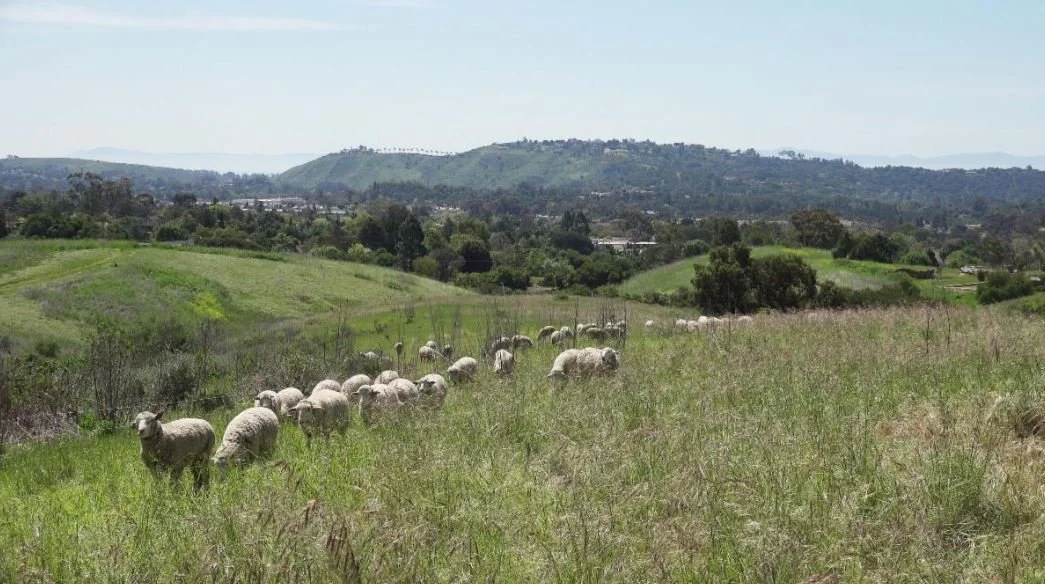 What Does Being A Sheep Docent Mean?