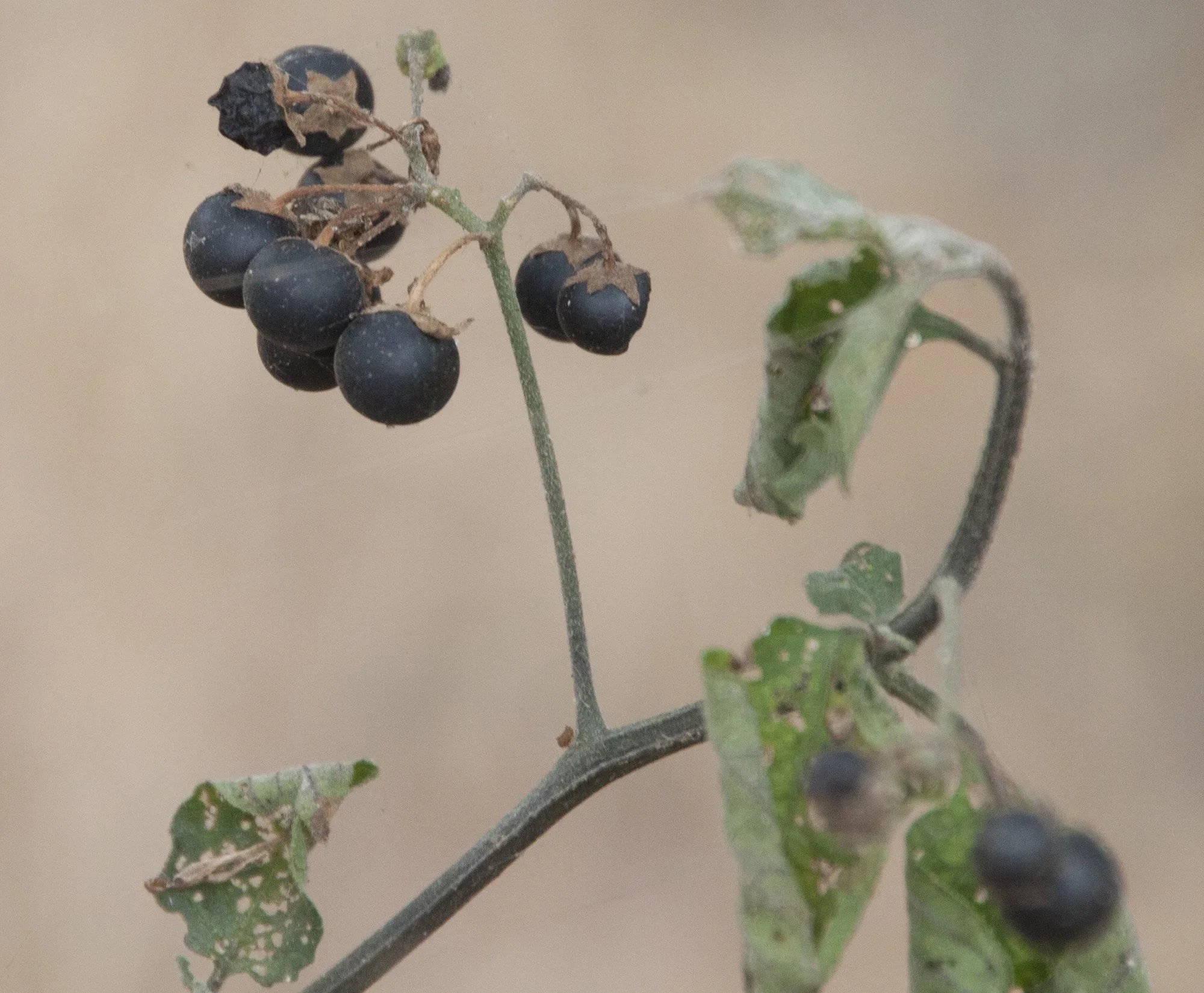 Douglas’ nightshade (Solanum douglasii)