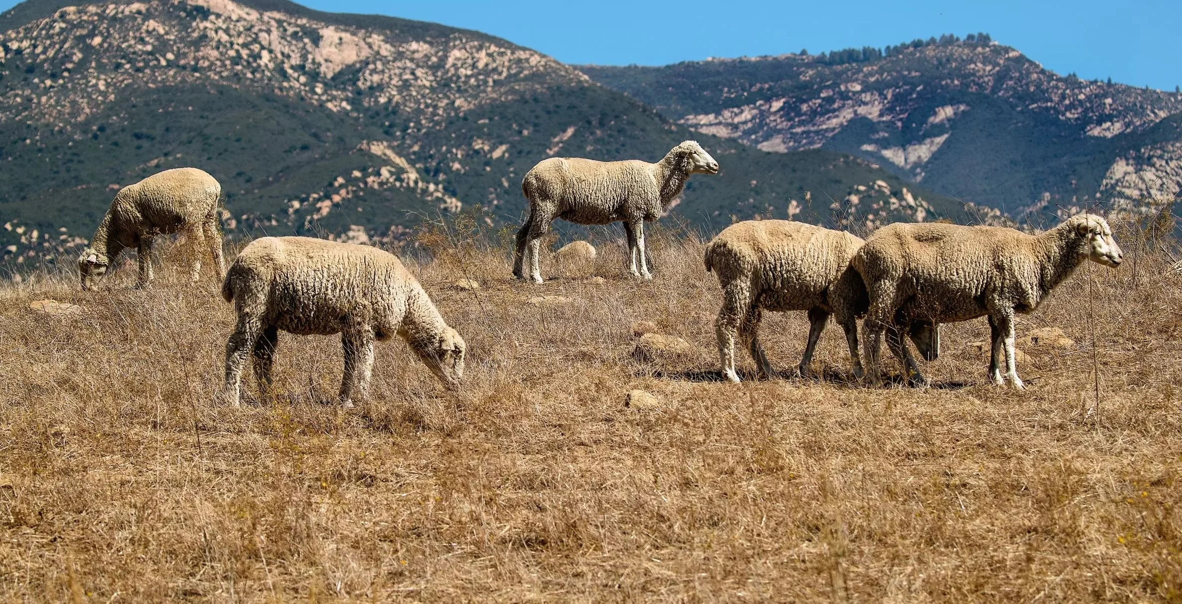 Grazing Program Featured in the LA Times