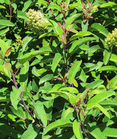 Laurel Sumac.png