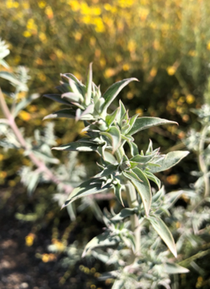 White Sage.png