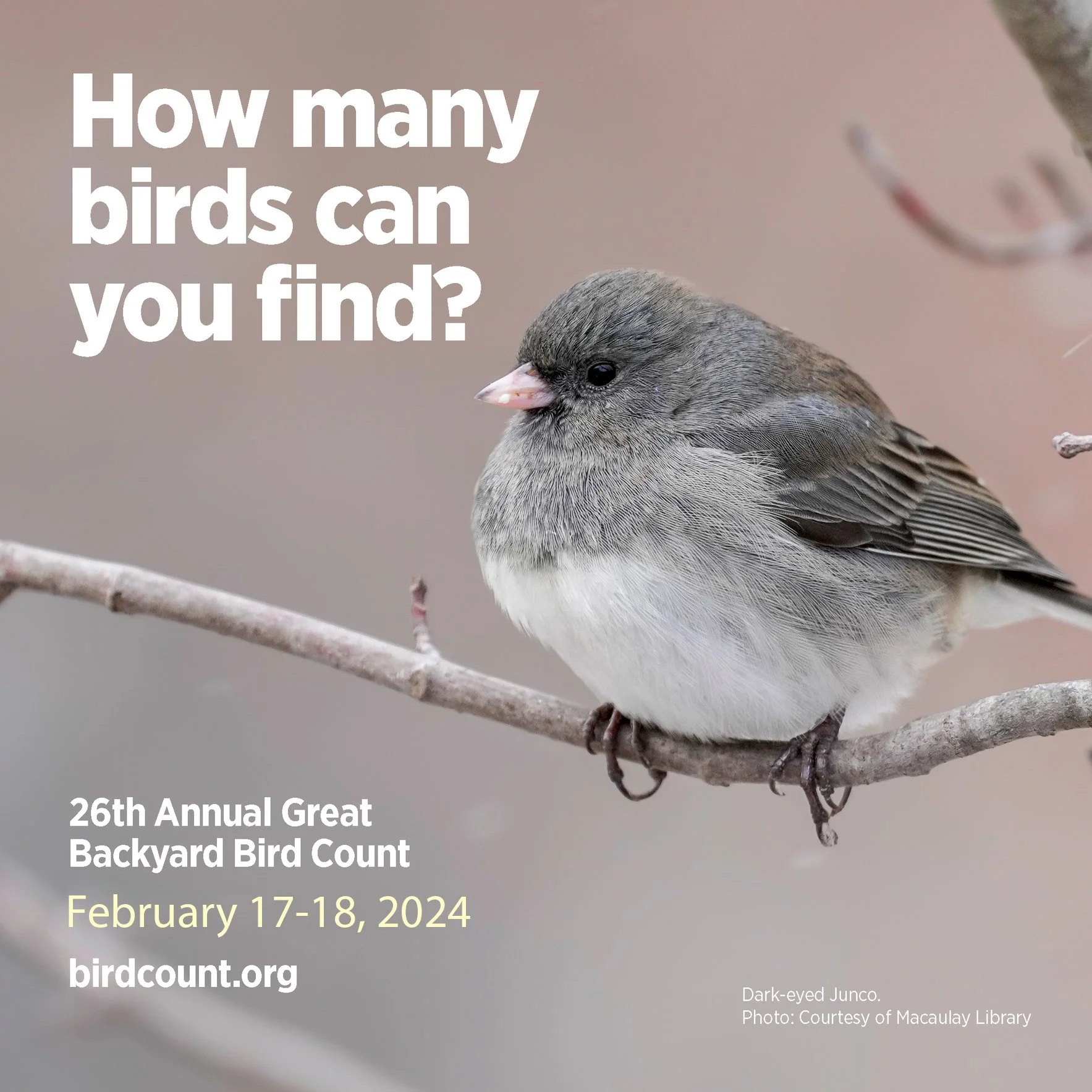 2024 Great Backyard Bird Count