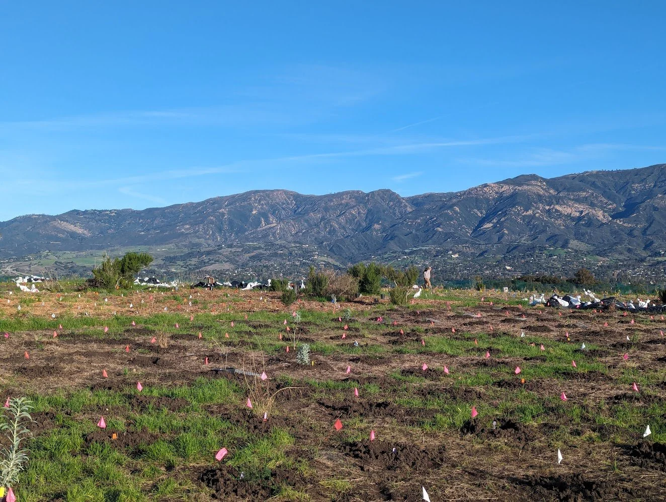 Elings Park Volunteer Day 