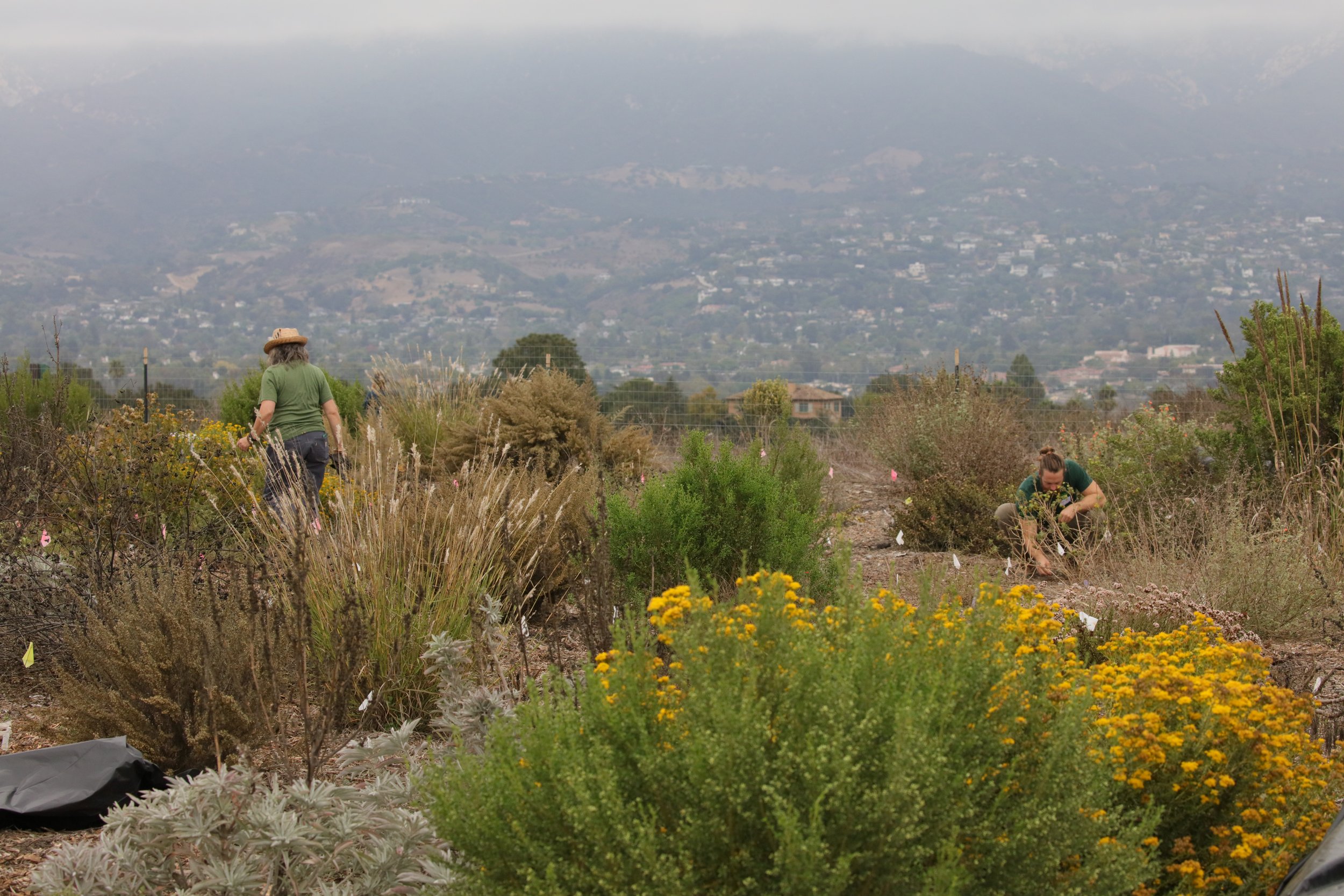 Elings Park Transformation Project 