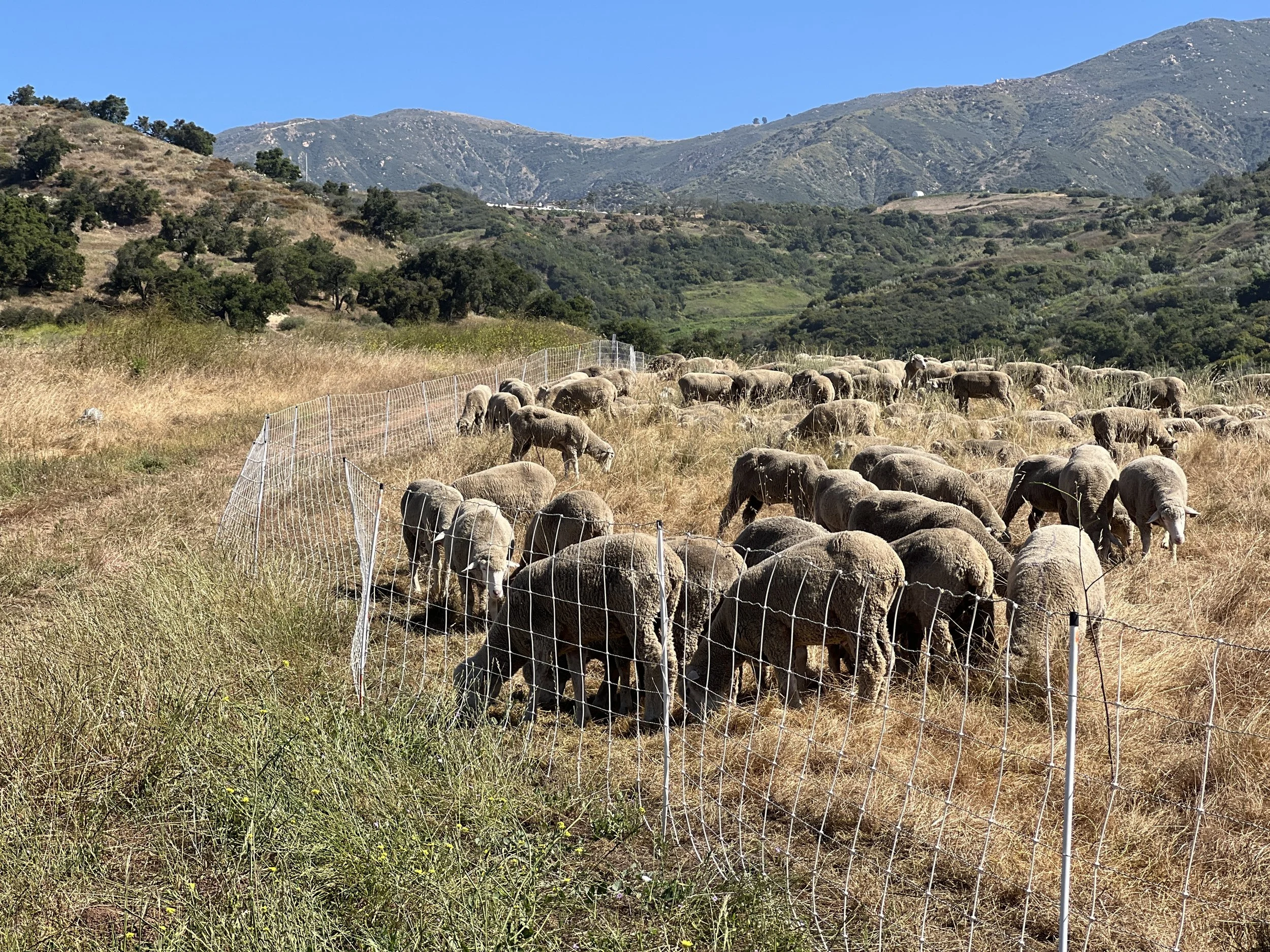 Protecting California’s Rare Native Grasslands
