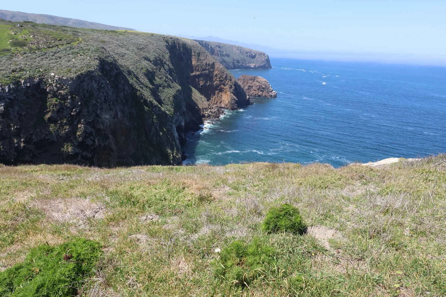  Volunteer at the Cavern Point Restoration Project on Santa Cruz Island!