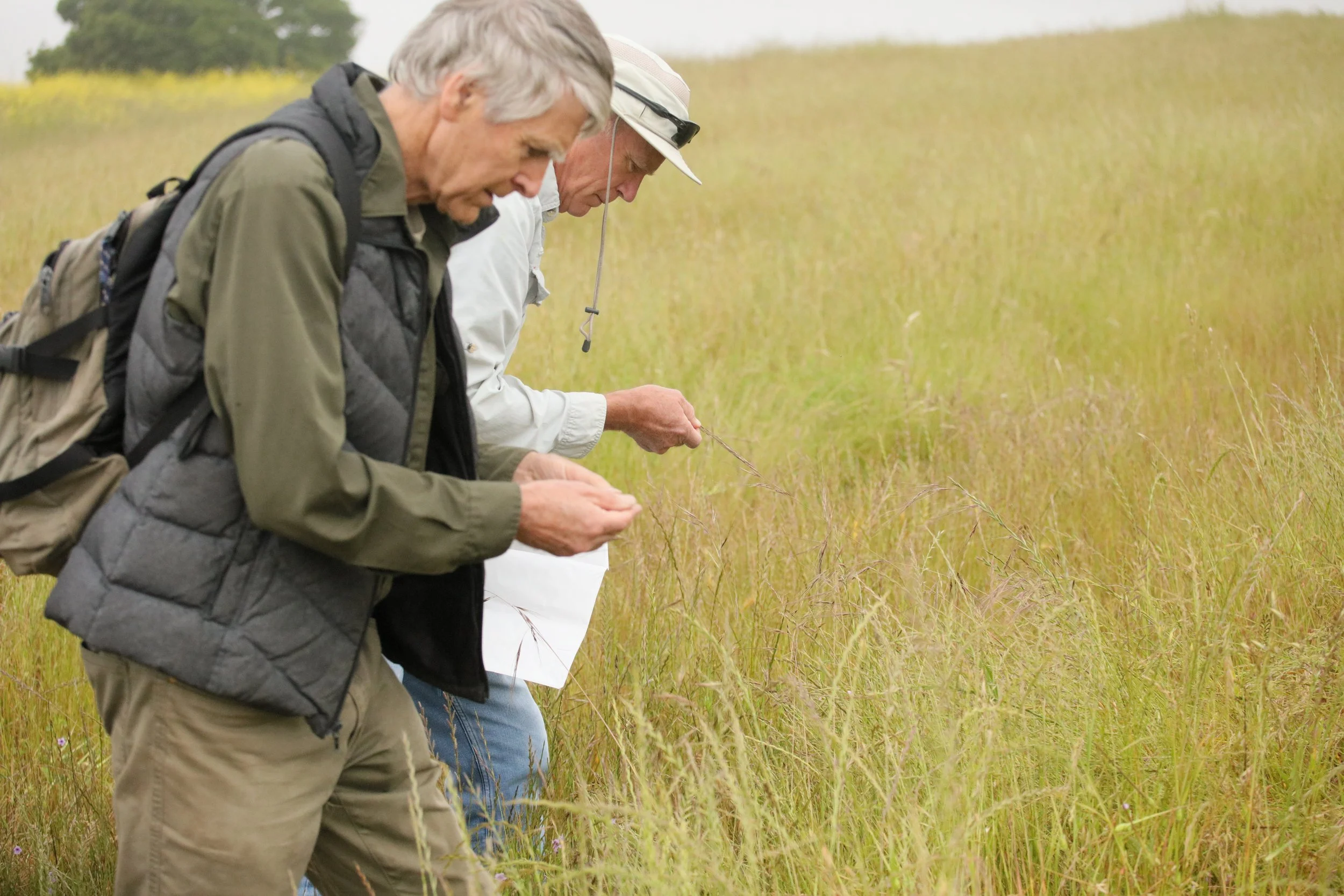 Seed Collection Event at the San Marcos Foothills