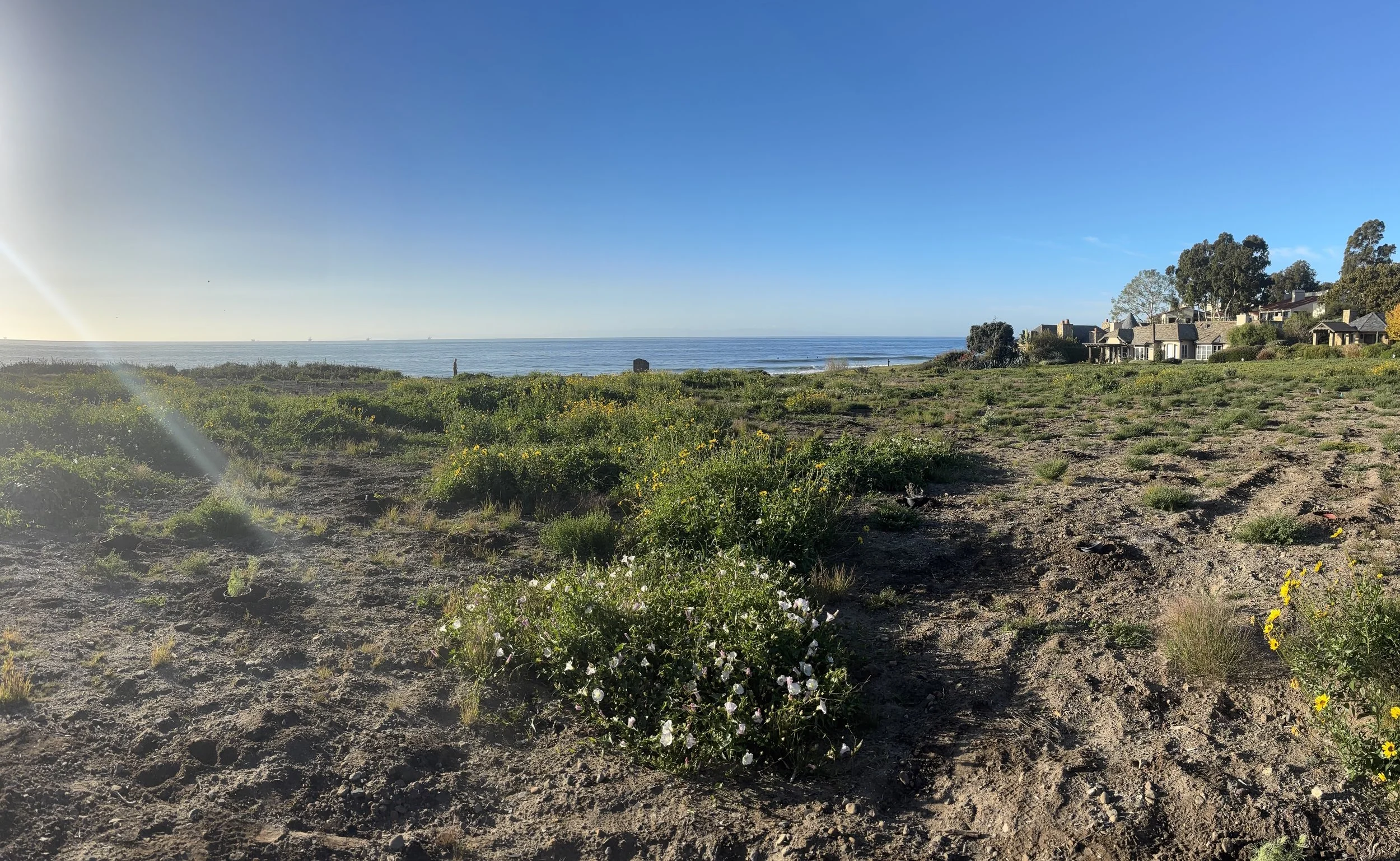 Hammonds Meadow Planting Project 