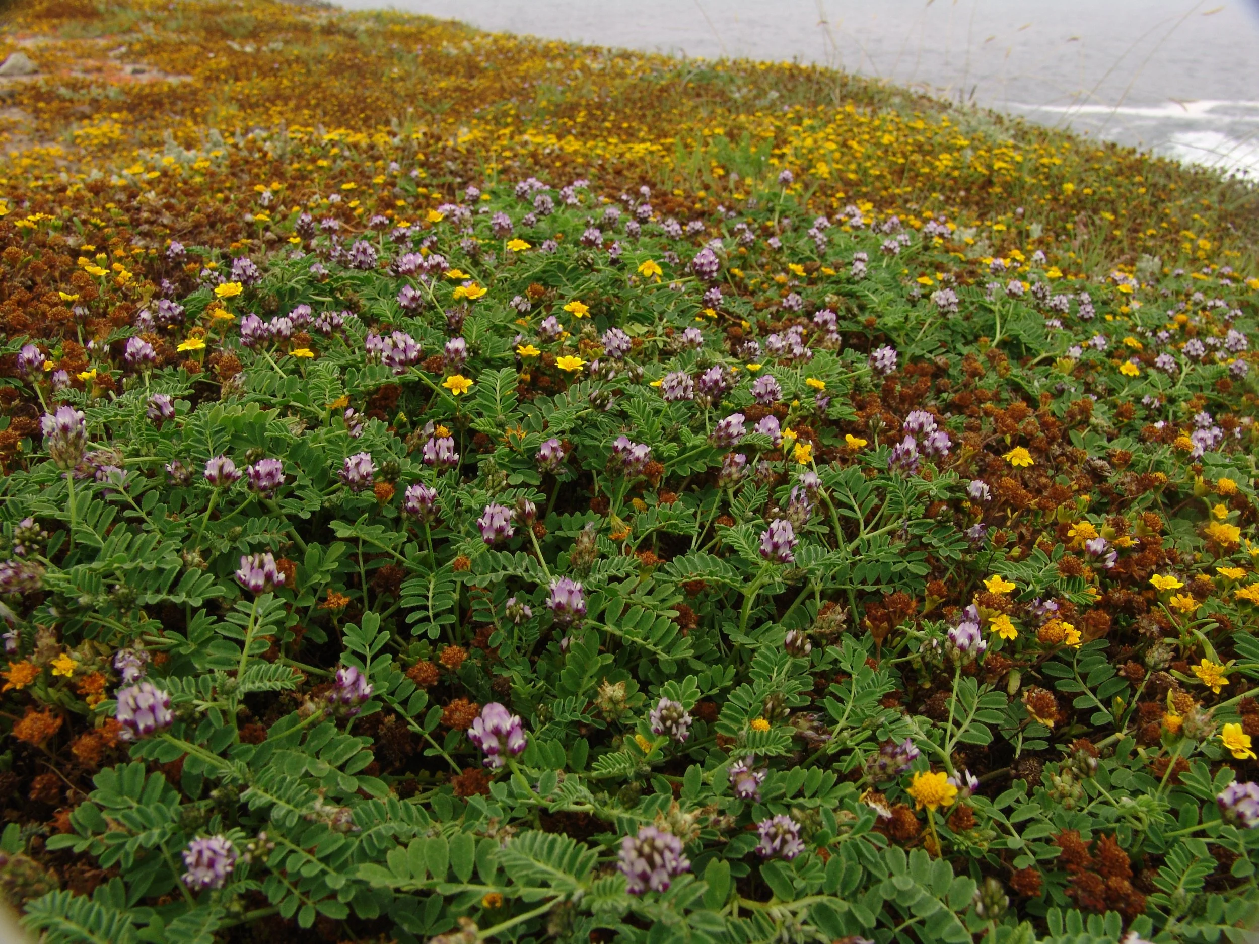 Dwarf Locoweed (Astragalus Didymocarpus)