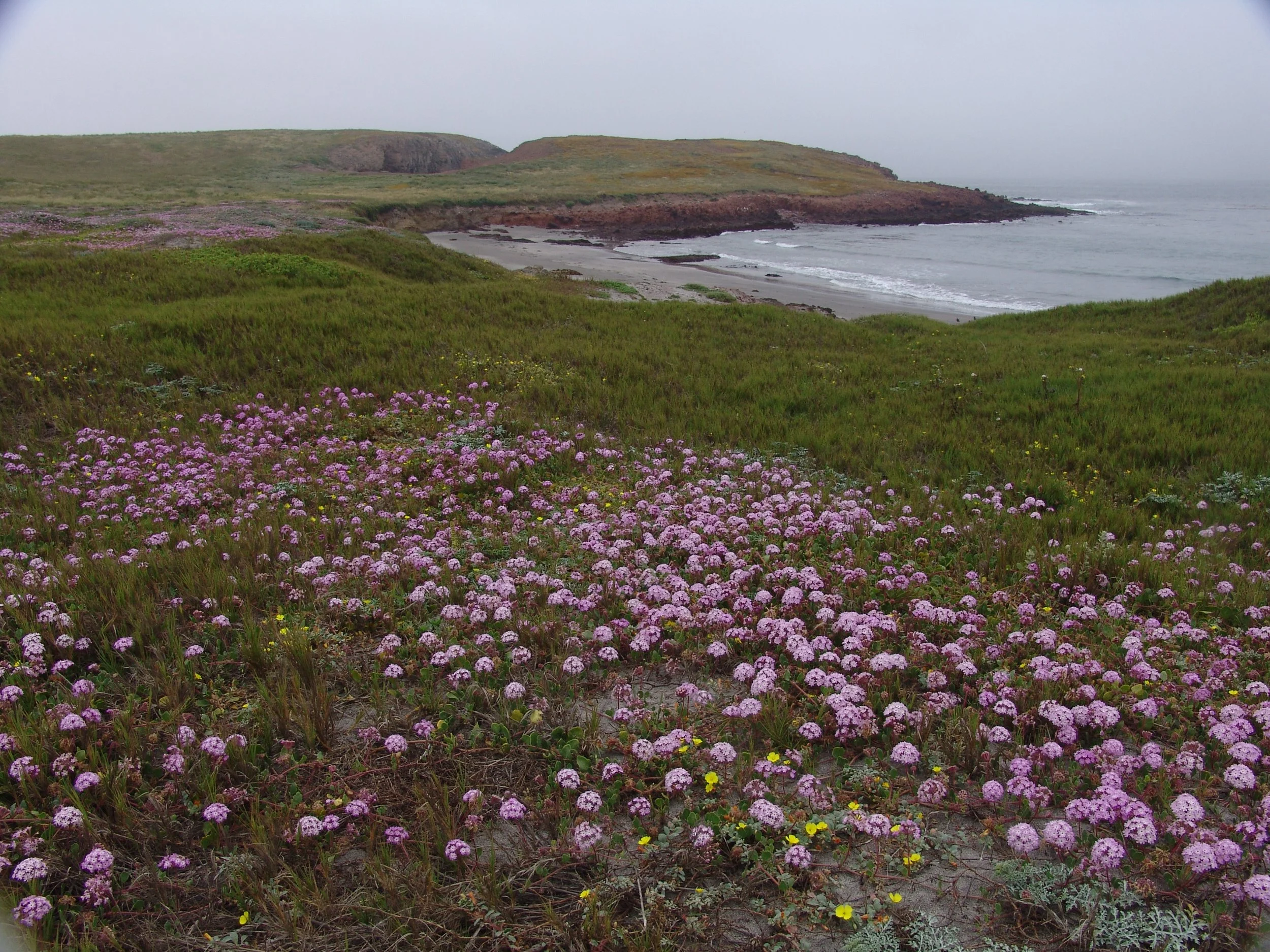 Primarily beach and-verbena (Abronia umbellata) and salt grass (Distichkis spicata)