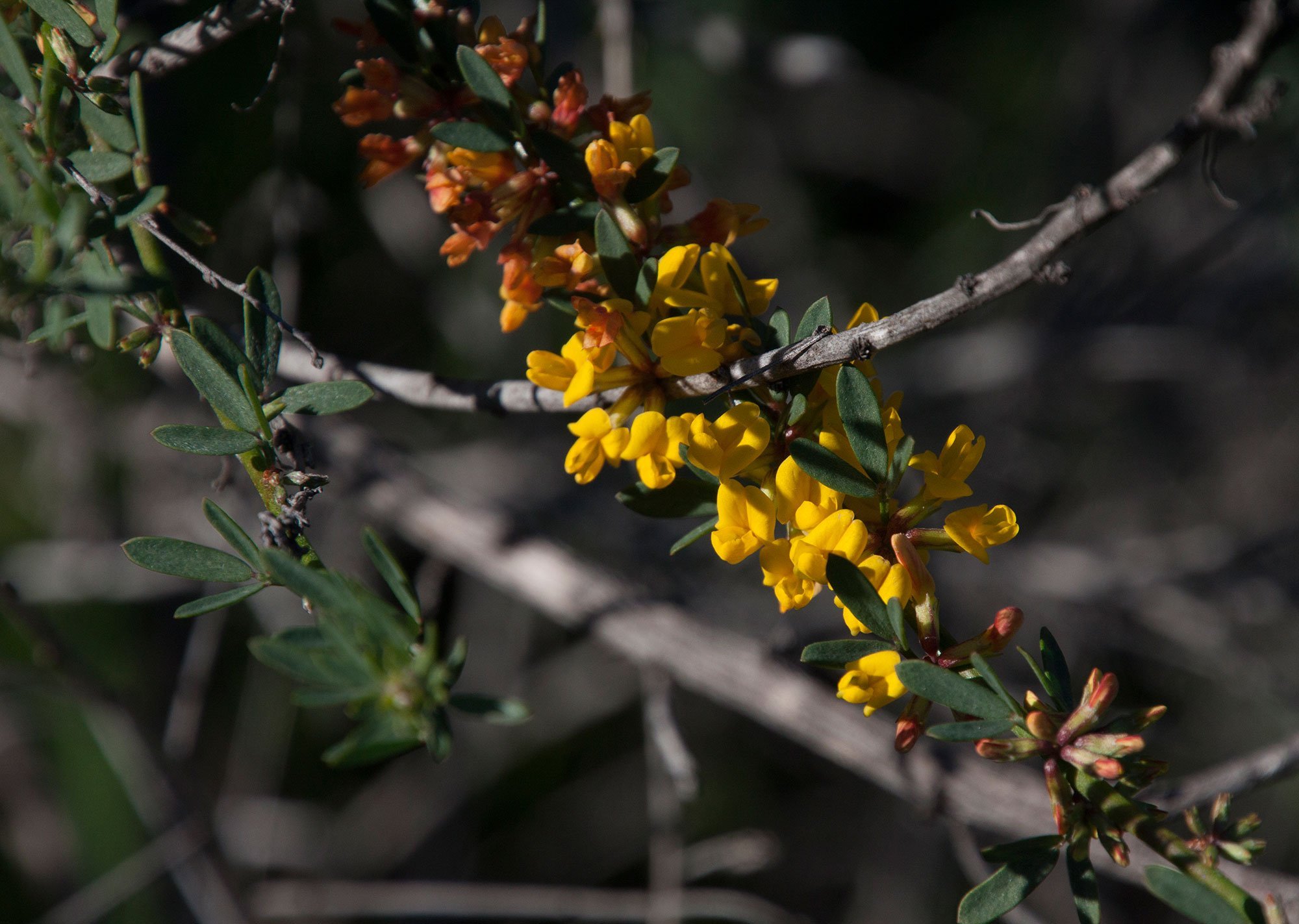 Deerweed (Acmispon glaber var. glaber)