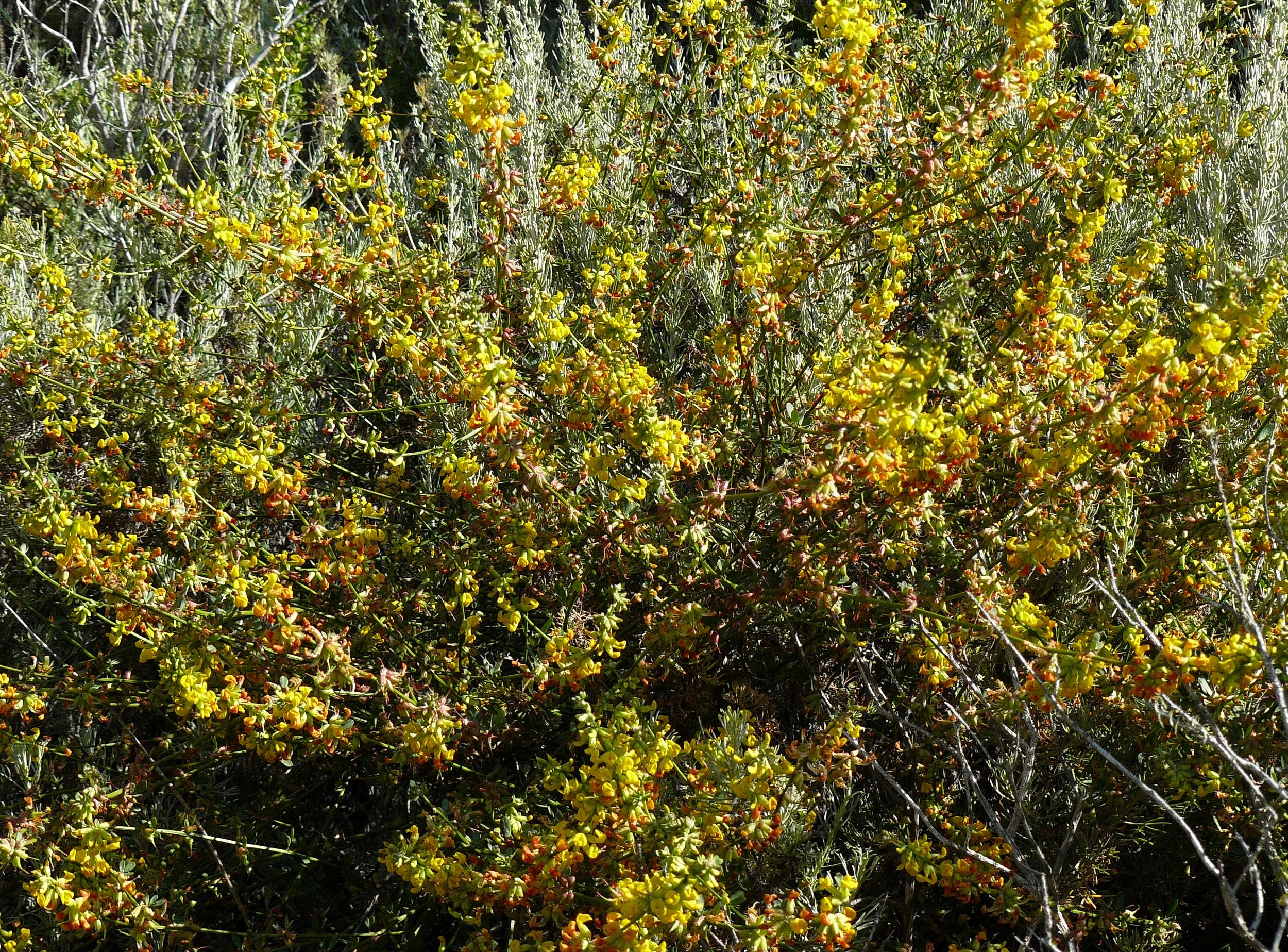 Deerweed (Acmispon glaber var. glaber)