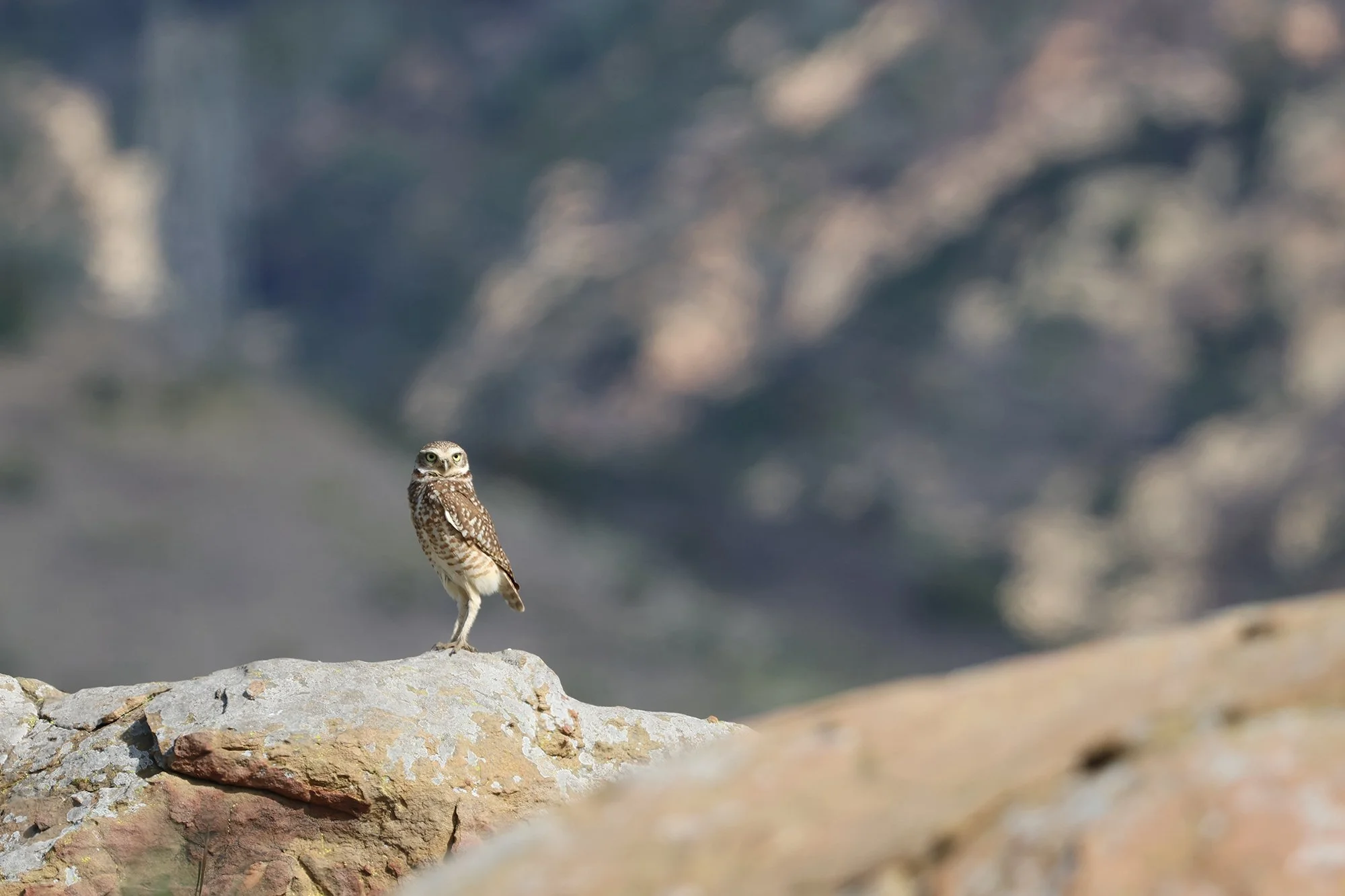 2026 Great Backyard Bird Count