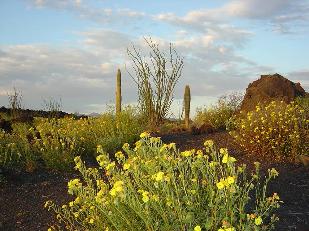 Webinar: Working Across Borders to Conserve Birds and Habitats
