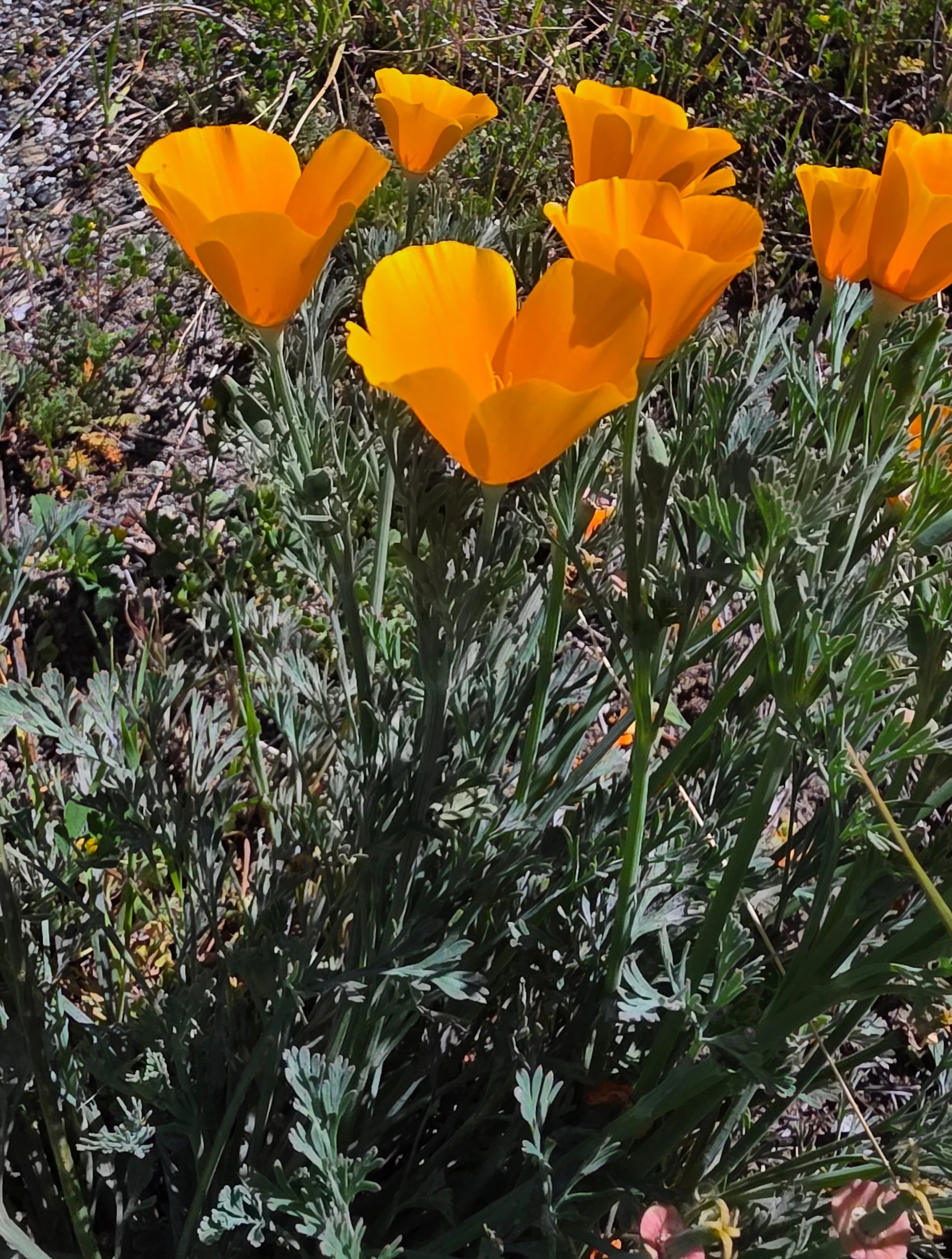 Wildflower Adventure on Figueroa Mountain — Channel Islands Restoration
