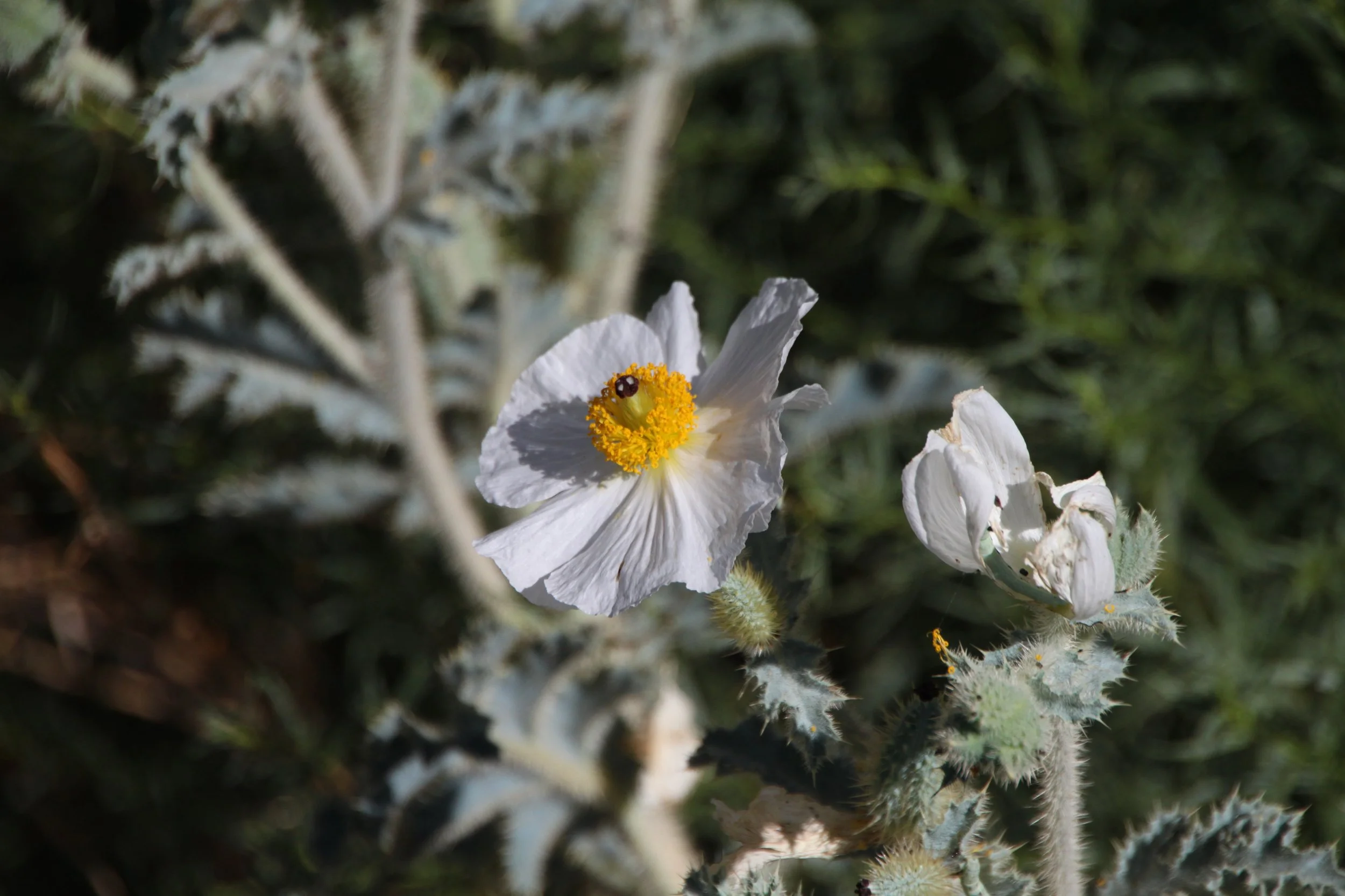 Argemone munita02.jpg